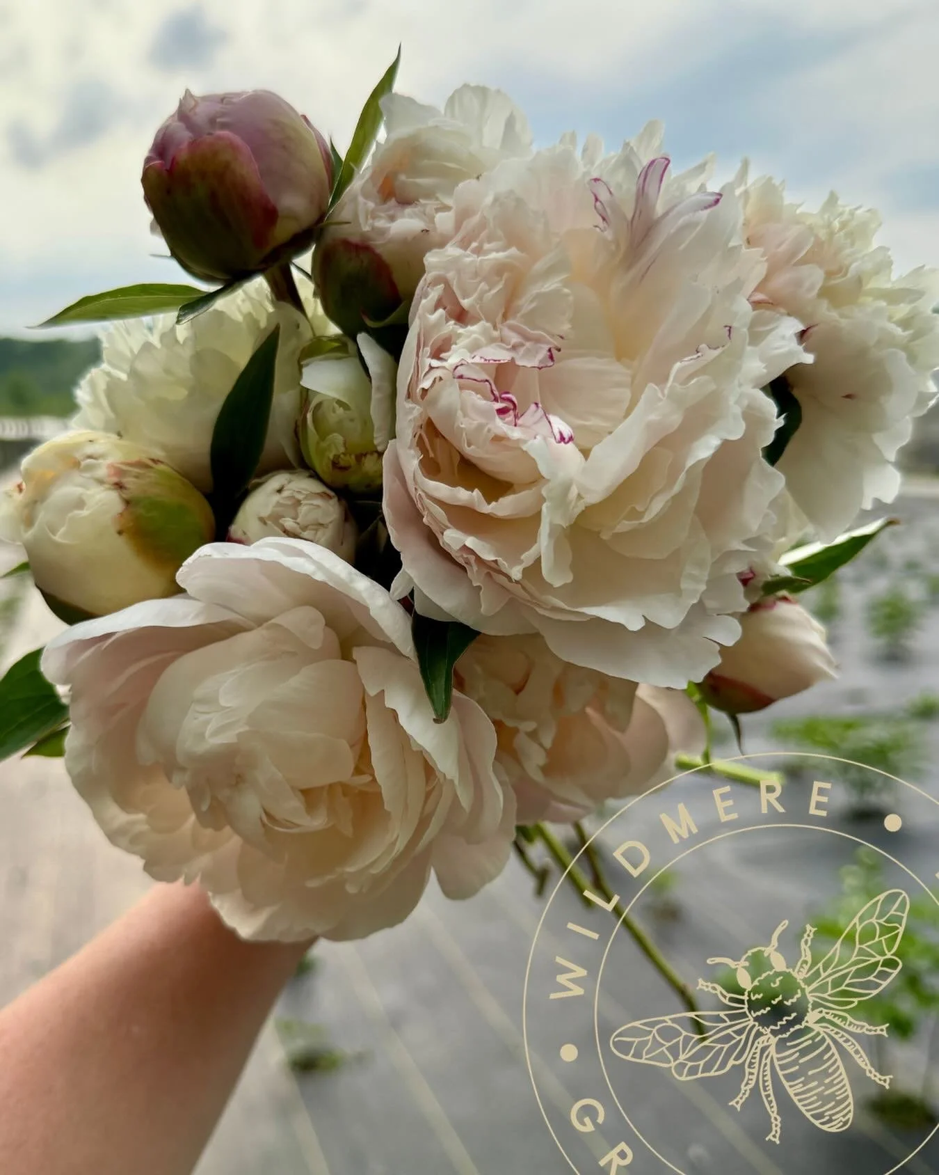 We are so excited to announce our partnership with the @indianafloralcollective starting this spring! Our philosophy for the farm has always been based in creating a community to work and grow together. What better way to do that than joining a group