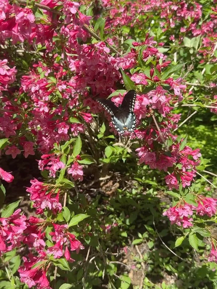 The butterflies have been absolutely amazing this year! I had one ride on my shirt for at least 30 minutes while I was doing work today and it was so fun!  THIS Thursday, we have our Bugs &amp; Bees Littles class. We can&rsquo;t wait to share our lov