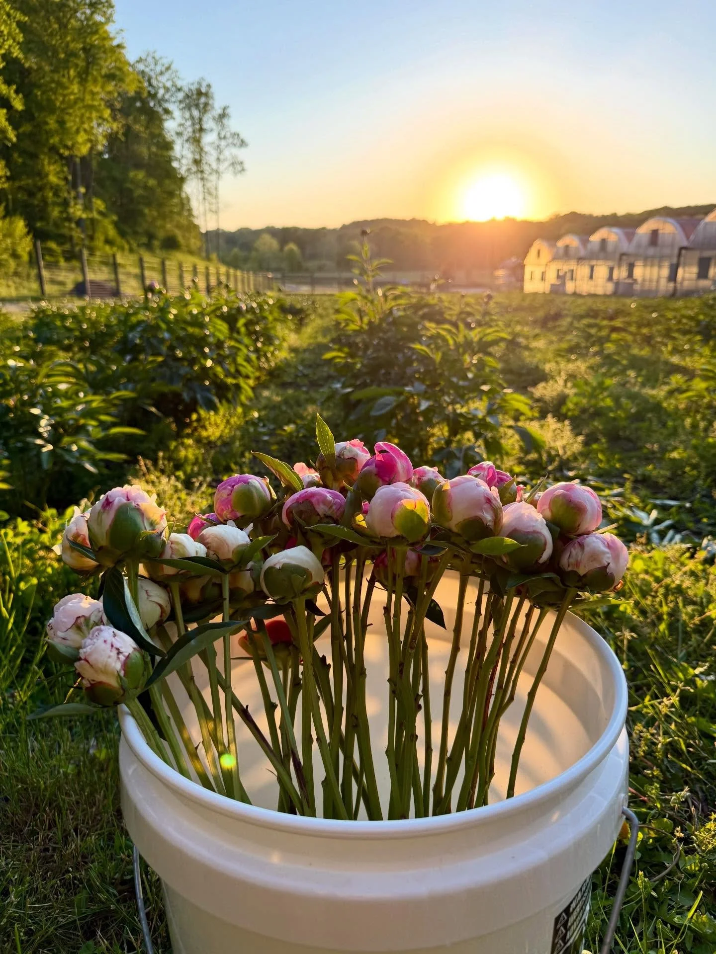 It&rsquo;s peony season!