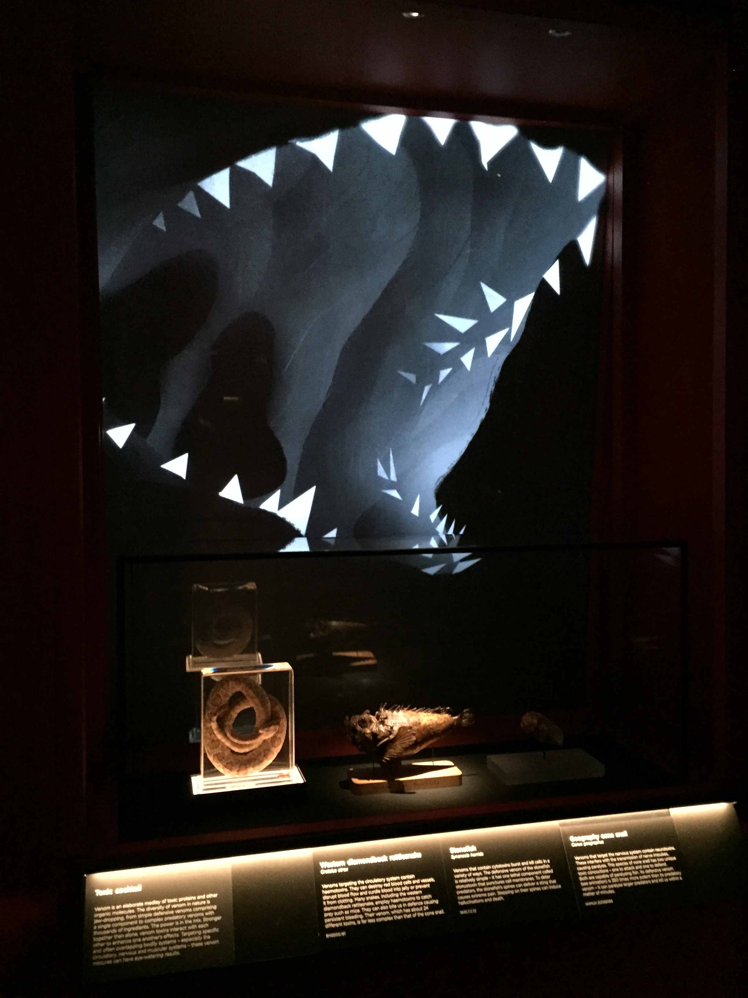 A dark museum display showcases fossilized remains of a dinosaur with a large skull and sharp teeth, set against a backdrop with a projection of a dinosaur head with sharp teeth.