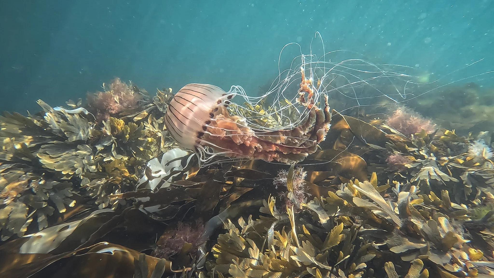 A compass jellyfish in the irish sea surrounded by kelp