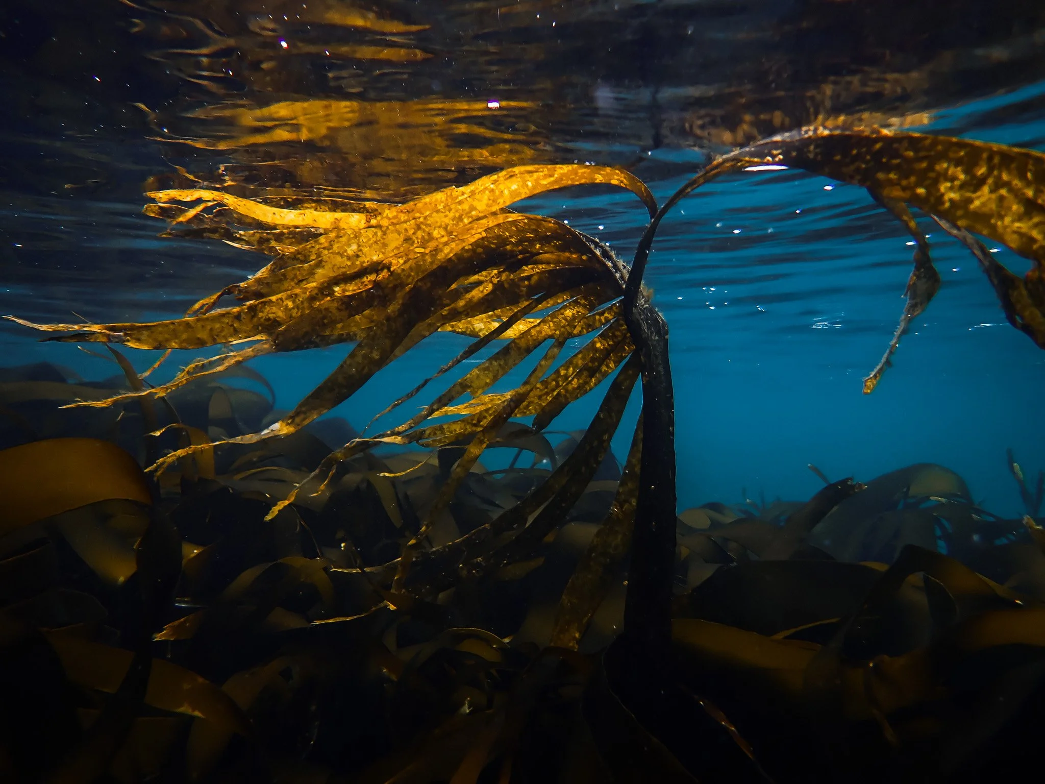 Diving Ireland’s Underwater Photography Competition results