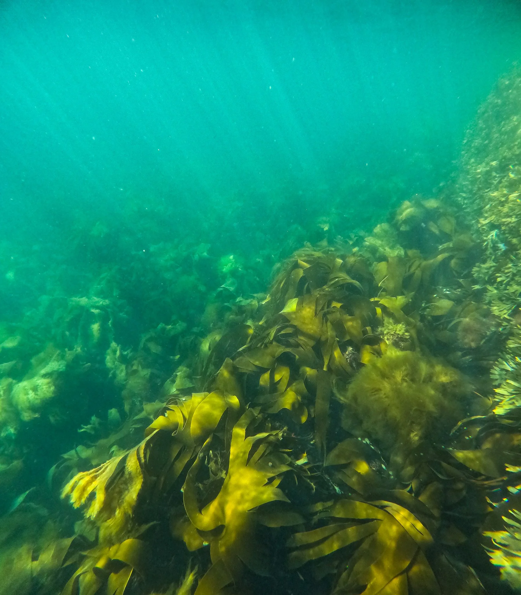 How to book Your spot on our Guided Snorkel Tour