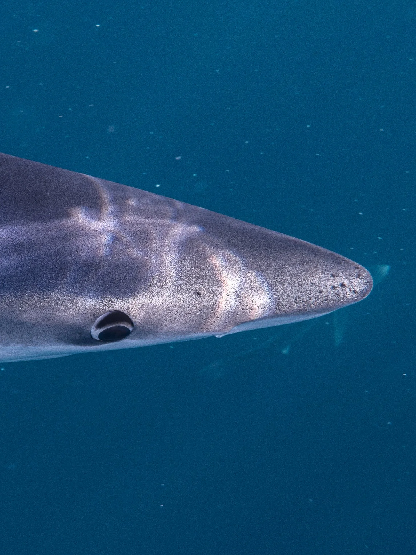 Blue sharks in Ireland