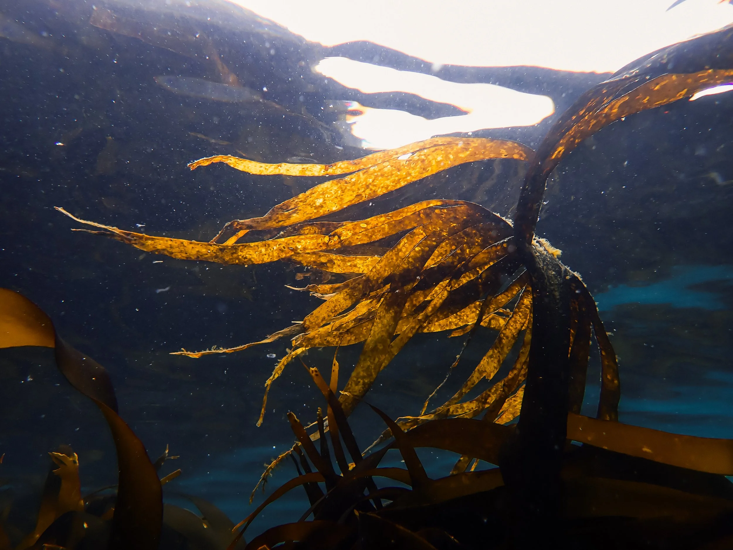 Kelp love