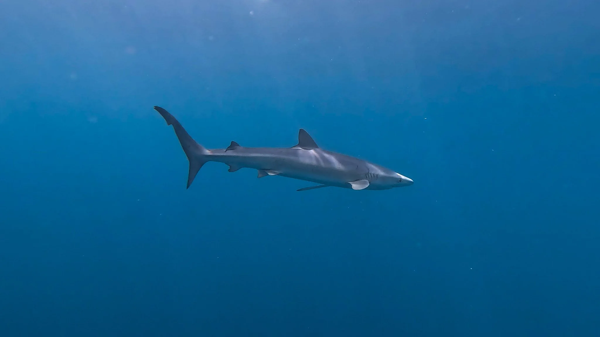 Female adult blue shark (video)