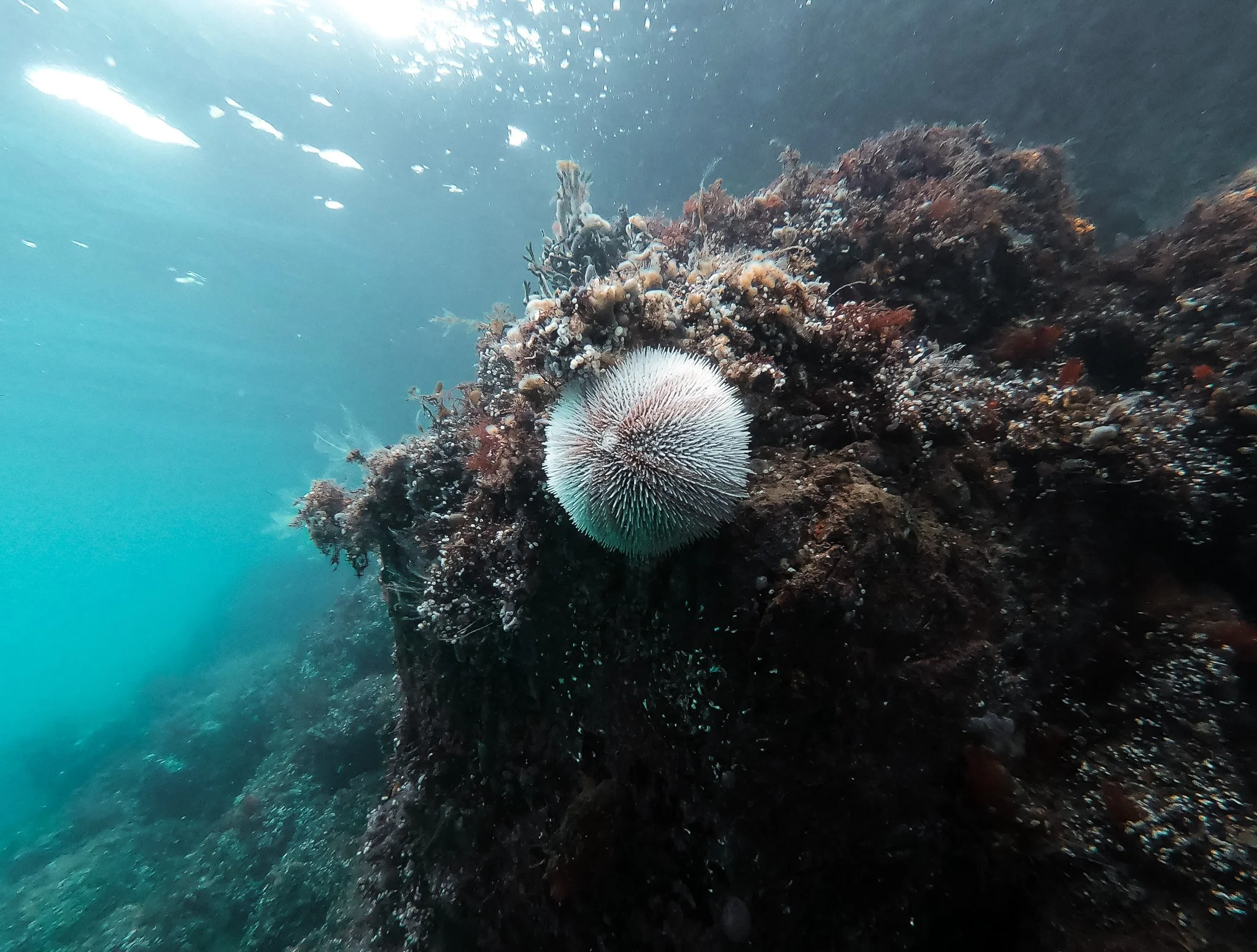 white urchin in cold irish sea