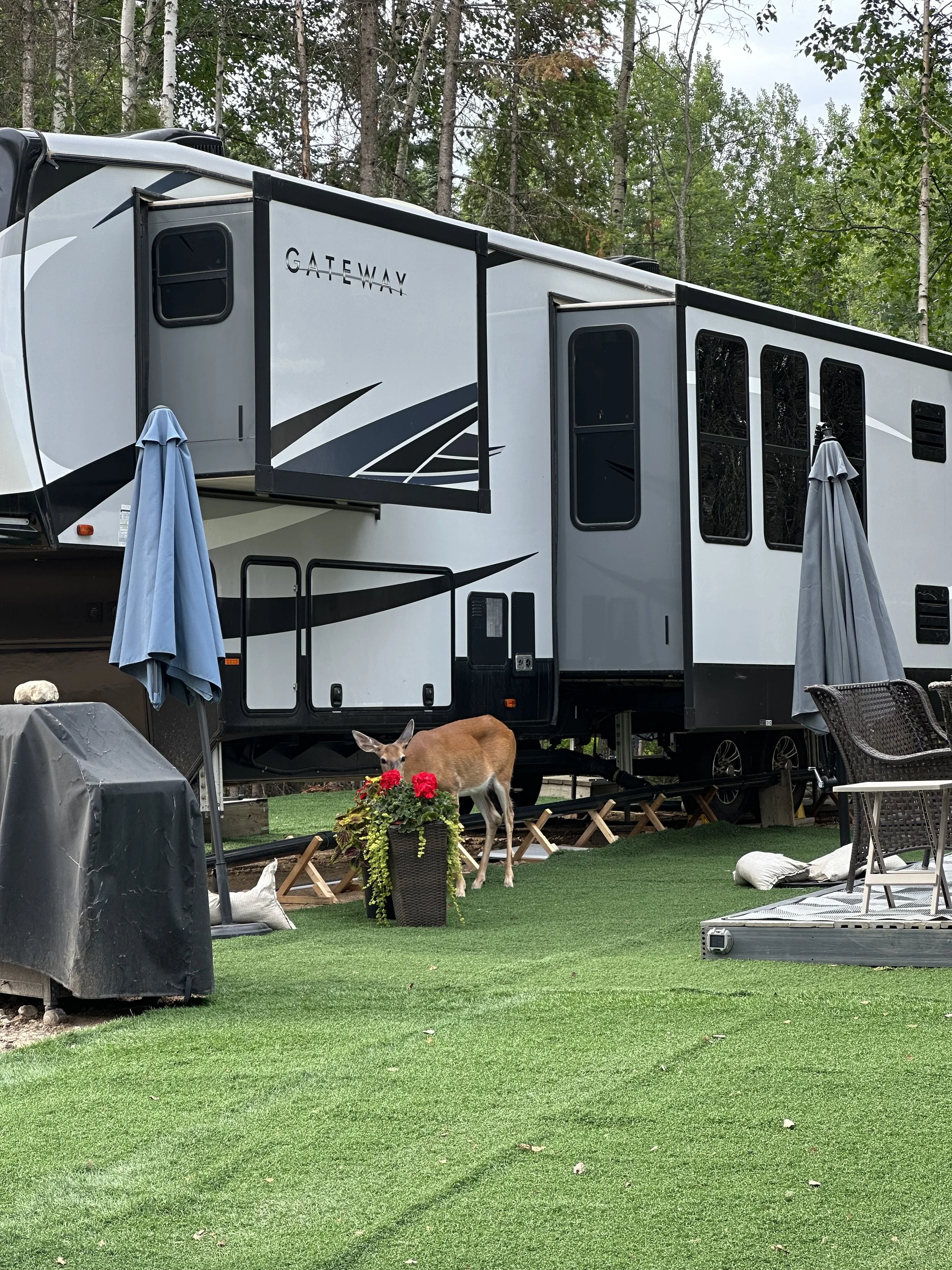 A white and black Gateway RV parked on a grassy area with trees in the background. There are two umbrellas, a flower pot with red flowers, a deer, and outdoor furniture around the RV.