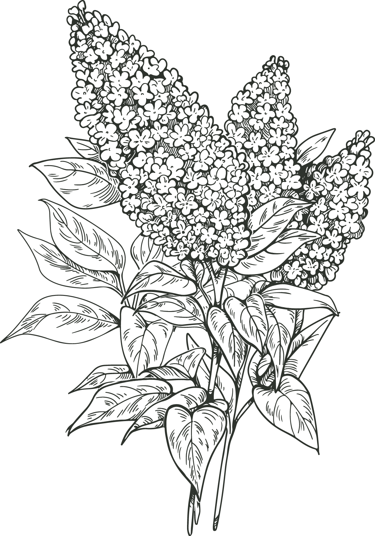 Line drawing of a bunch of lilac flowers with leaves on a black background.