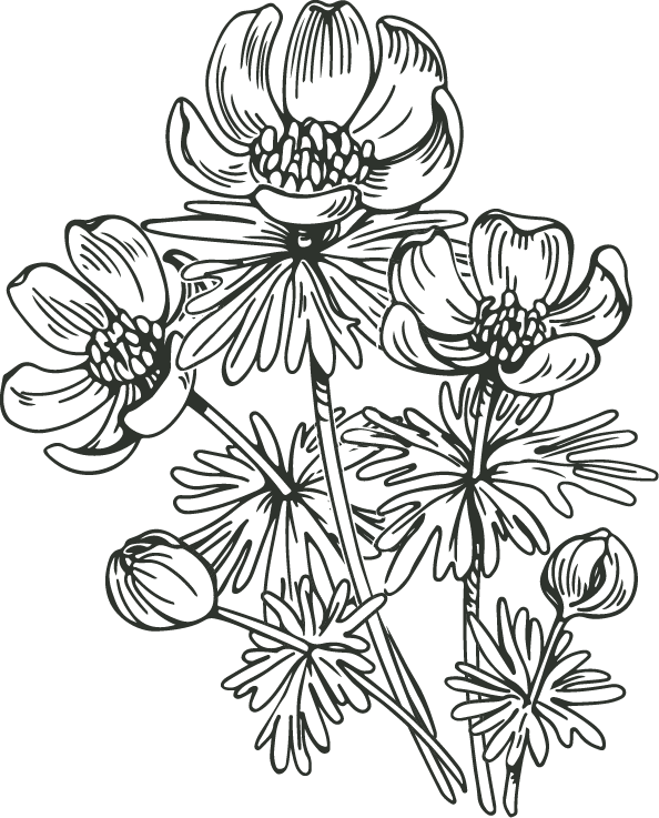 Line drawing of a cluster of flowers with detailed petals and leaves.
