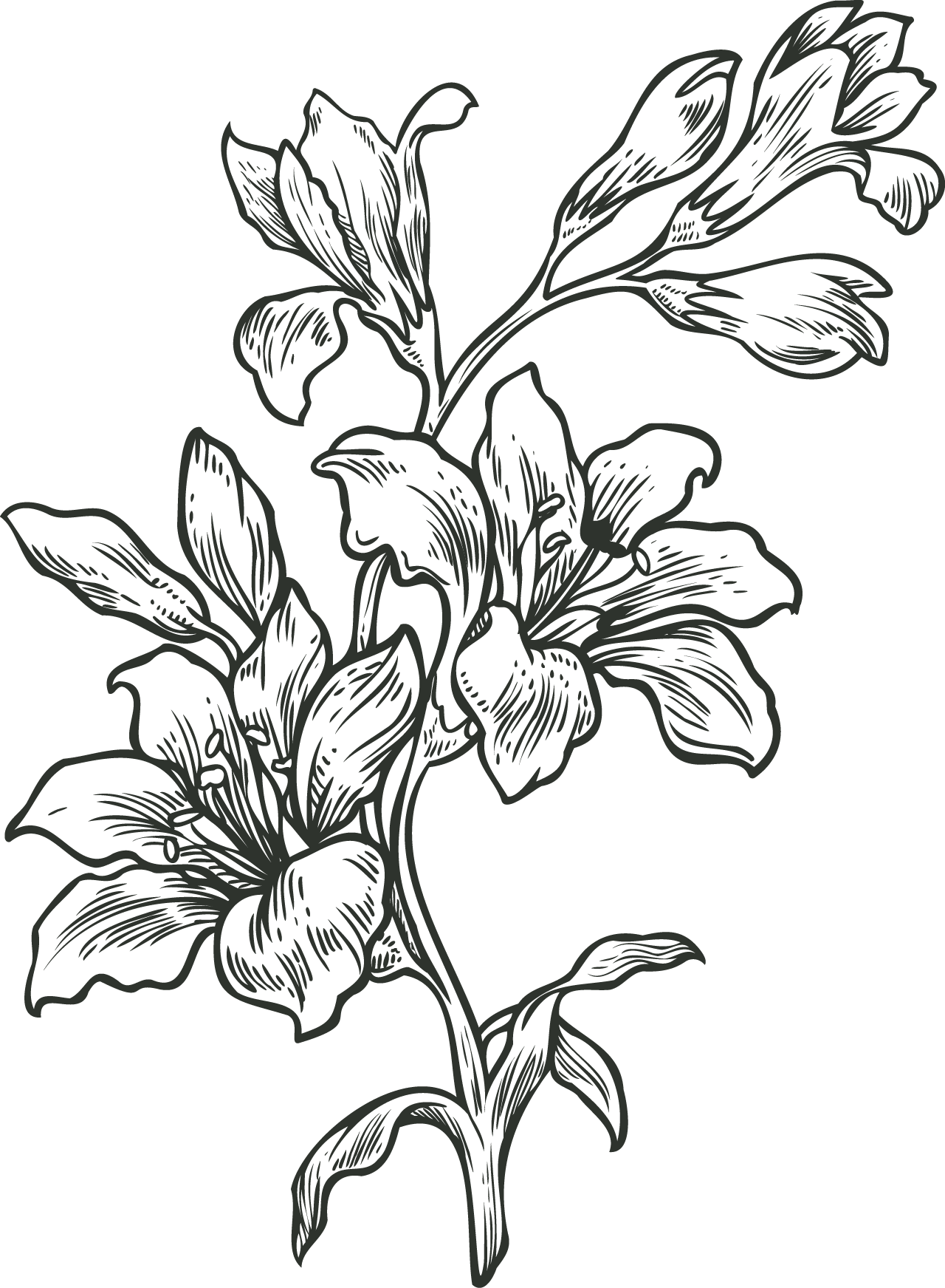 Black and white illustration of a flowering plant with multiple leaves and blossoms.