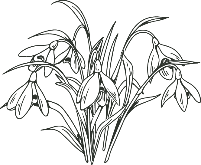 Line drawing of snowdrop flowers with elongated leaves