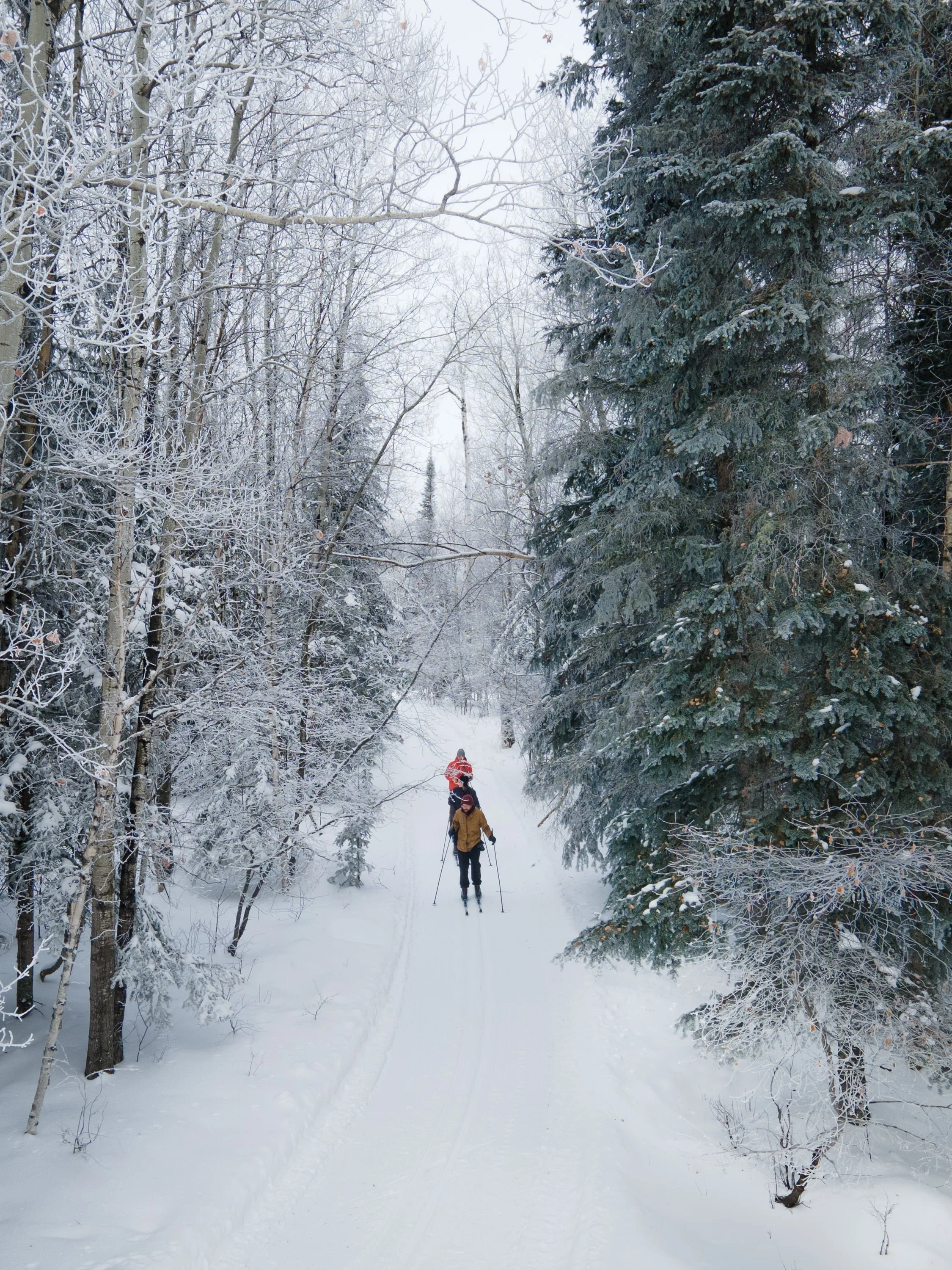 People cross-country skiing through a snowy forested trail with tall, snow-covered trees on both sides.