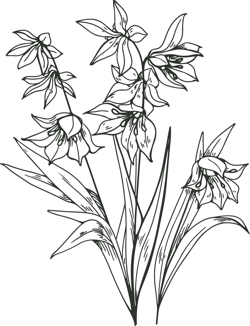 Black and white line drawing of a bunch of flowers with long leaves and multiple blossoms.