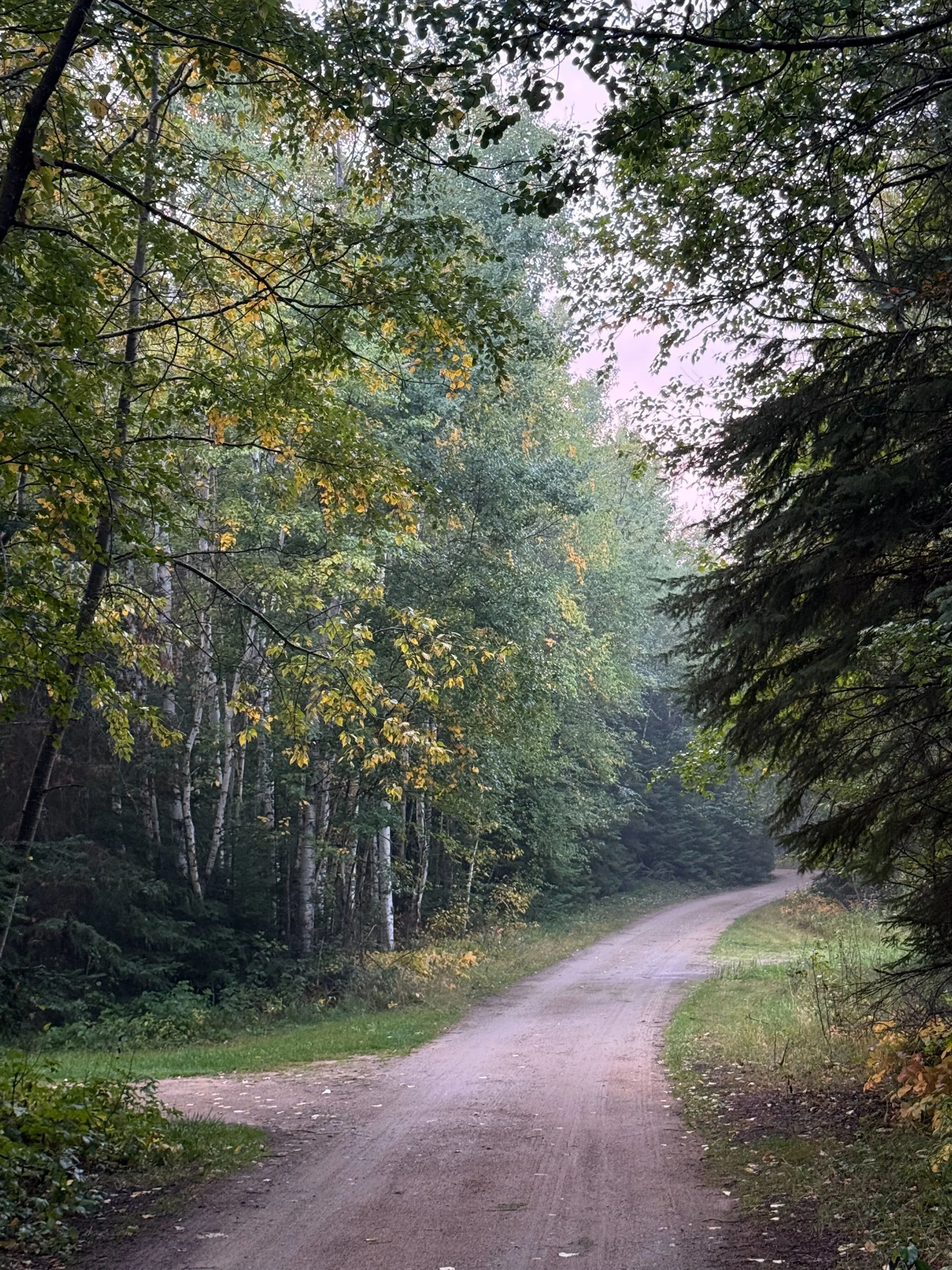 A dirt path winding through a green forest with trees, bushes, and leaves on either side, some of which are turning yellow, indicating fall. The sky is overcast.