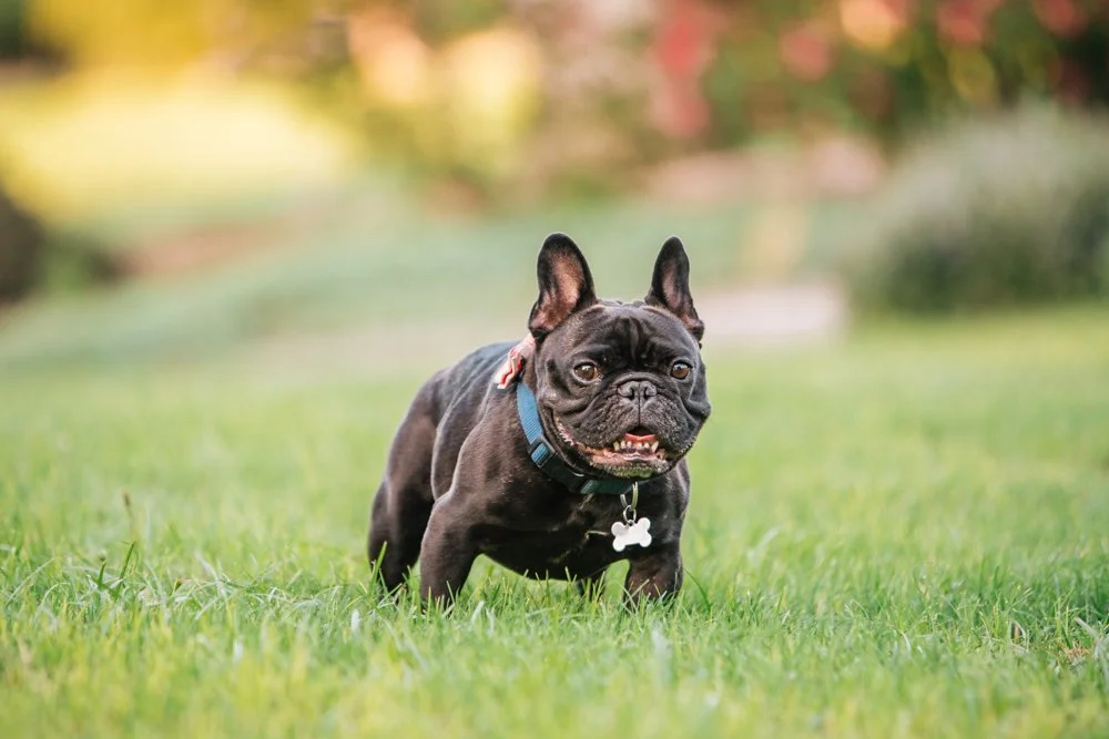 Black French Bulldog standing on grass with a collar and bone-shaped tag, outdoors in a park-like setting.