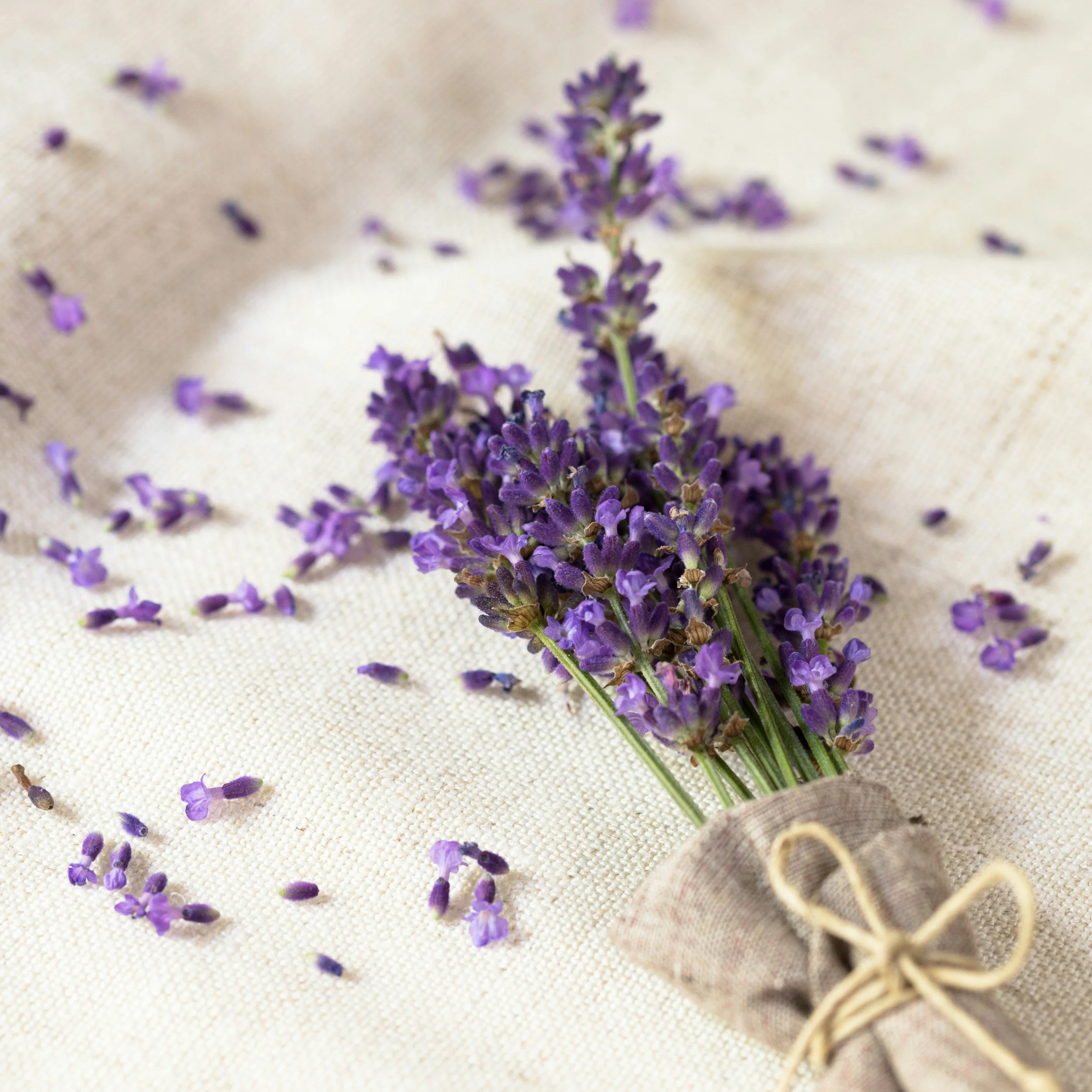 A small bundle of fresh lavender flowers tied with a string, resting on a beige fabric surface with scattered lavender petals.