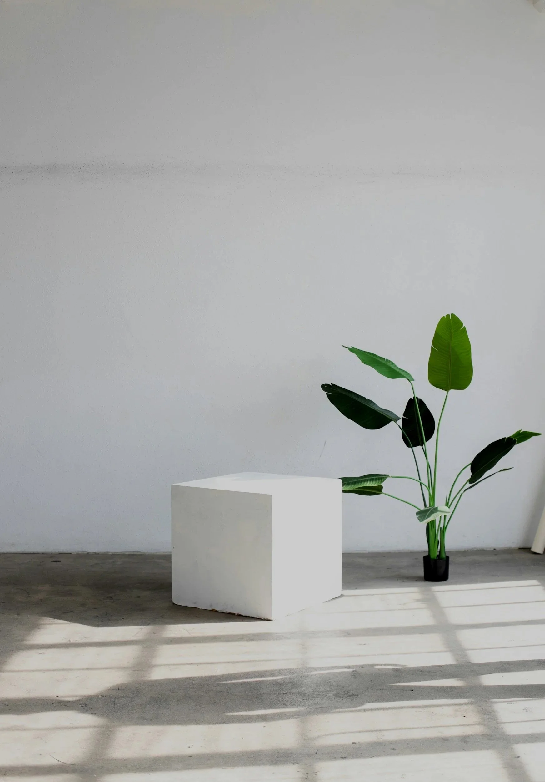 White cube-shaped pedestal next to a potted tropical plant with large green leaves on a concrete floor, illuminated by sunlight through window blinds.