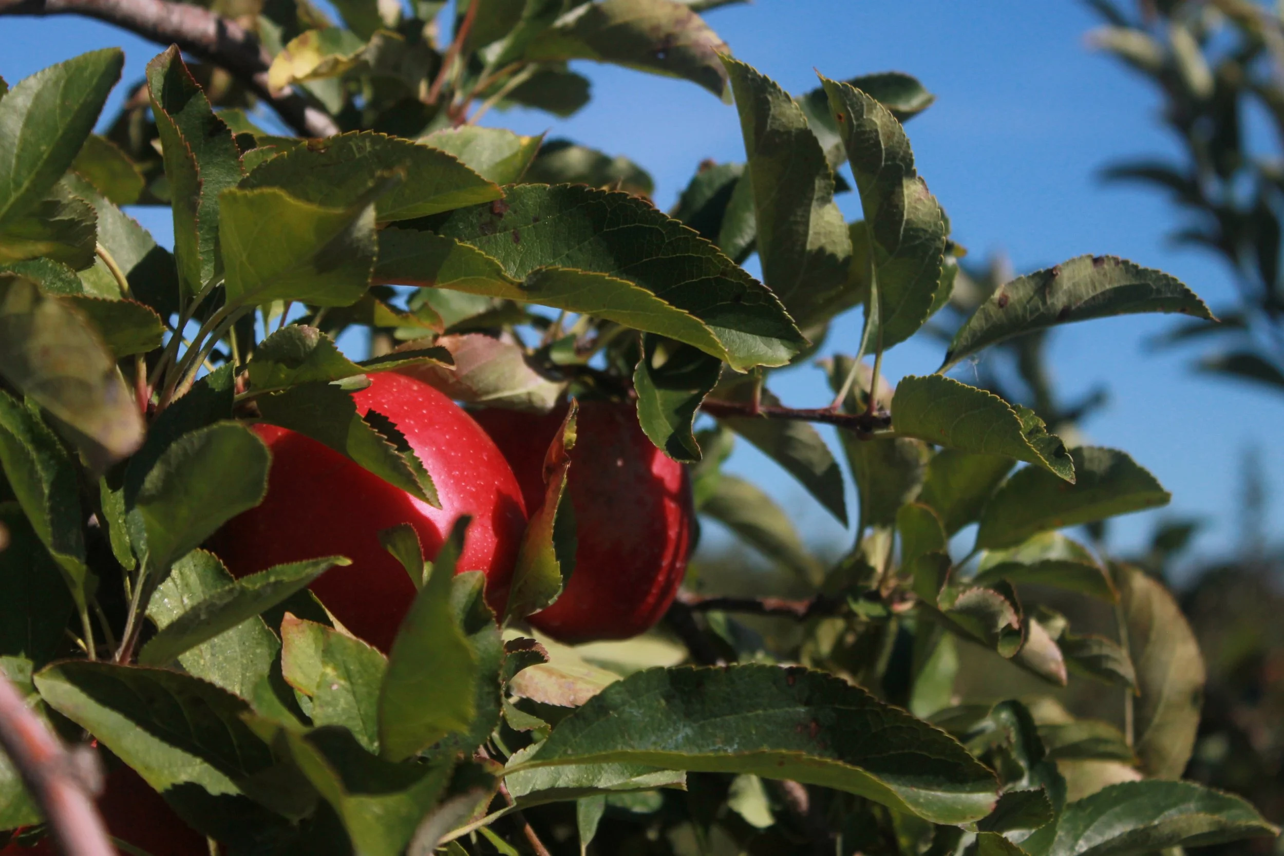 Gloucester High School’s National Art Honor Society Students at Cove Gallery