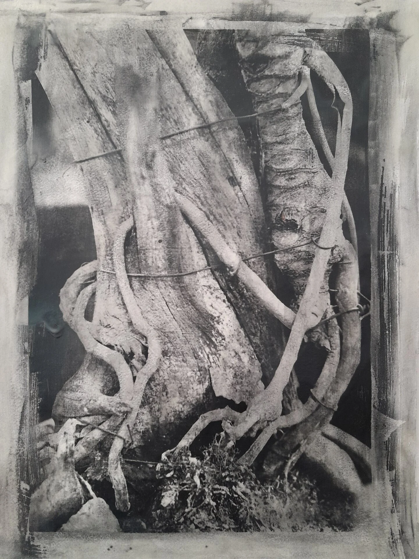 Patricia Scialo, Bonsai Roots