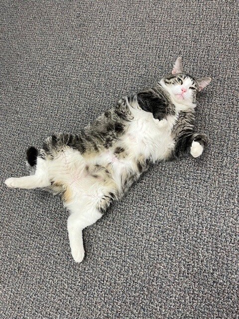 A fluffy gray and white cat lying on its back on a gray carpet, looking up with one paw raised.