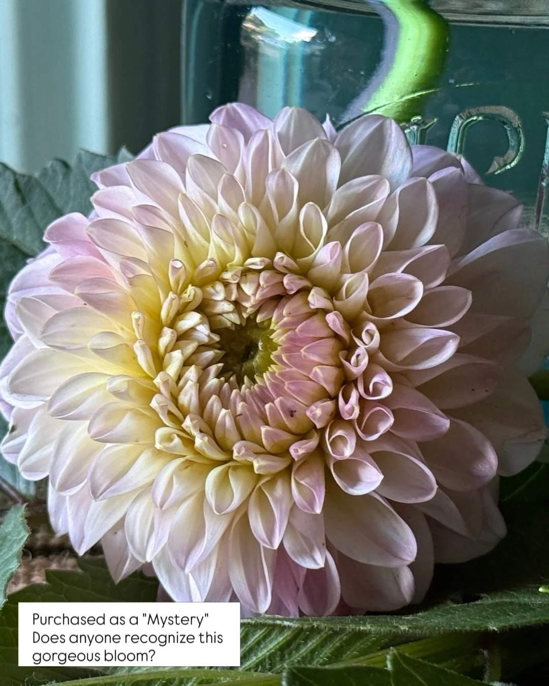 Last year, I bought some "Mystery" Dahlias and knew they would not be disappointing. But this beautiful bloom is particularly delightful! Do you recognize her? 

I plan to keep an eye on the other blooms, let them open a bit more, and do so