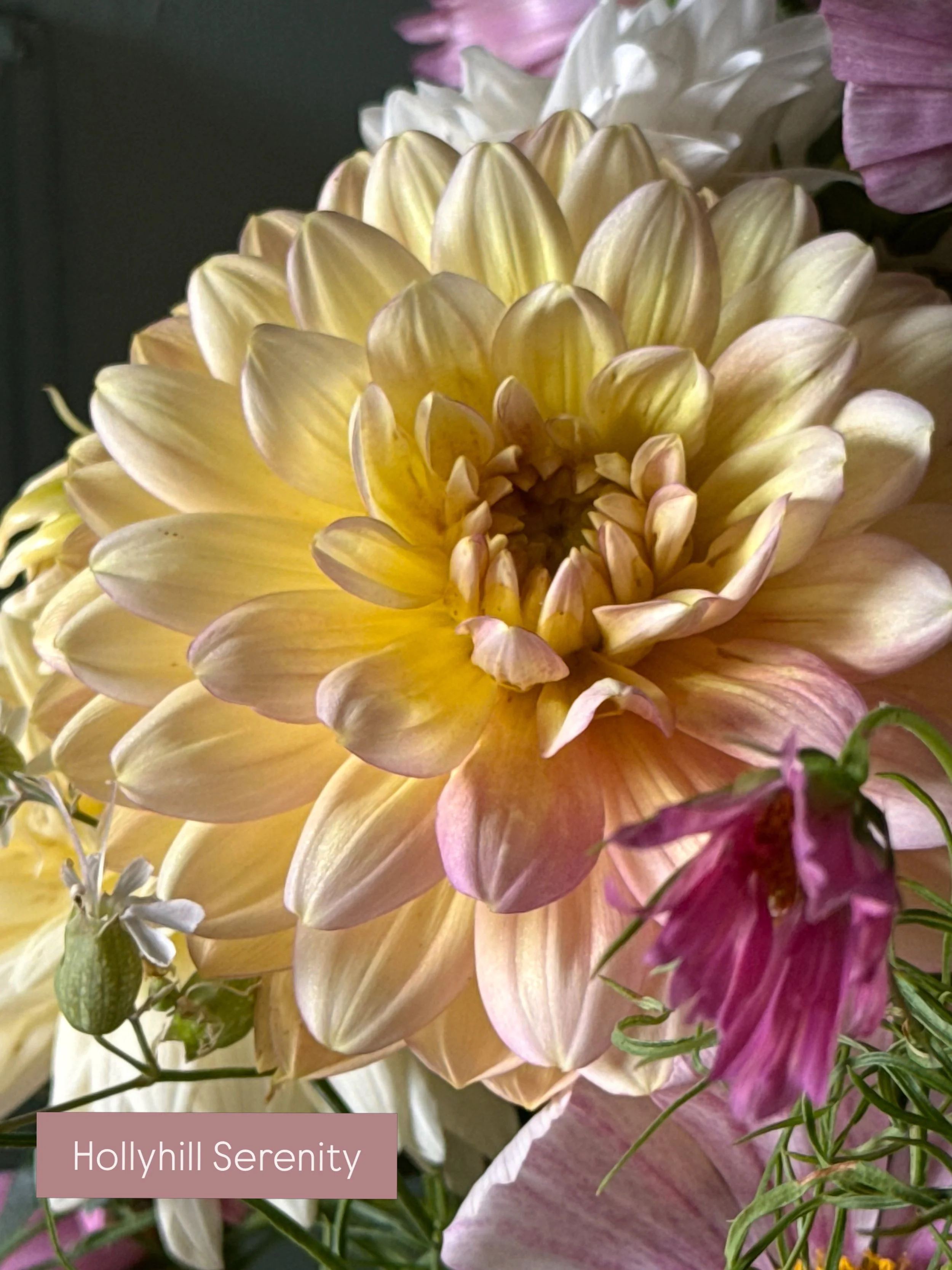 All the beauty and romance - do you grow Hollyhill Serenity and prefer her in an arrangement?

All the love,
Roxy