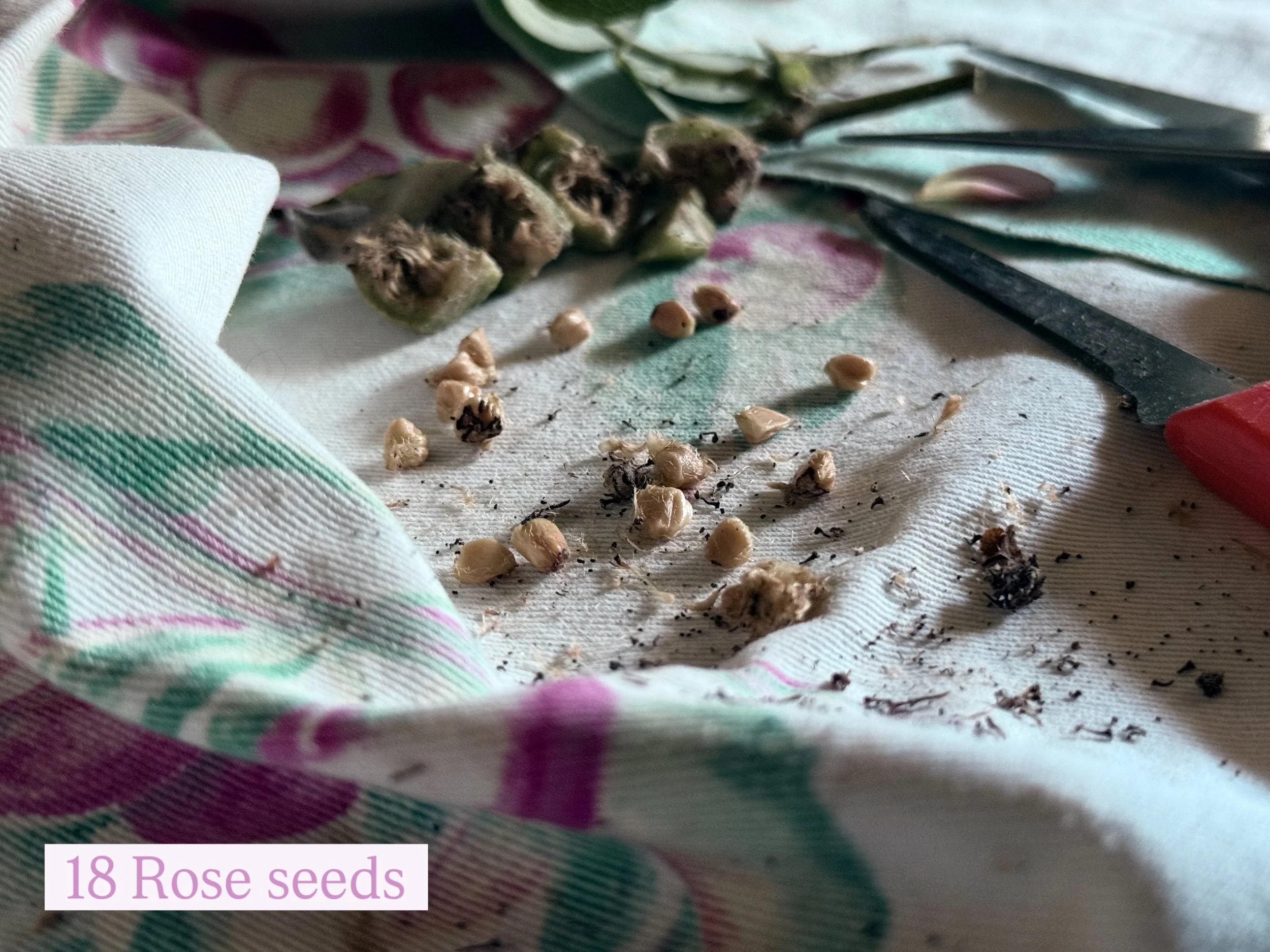 Many thanks (I think!) to Kristine @santacruzdahlias and Ann @the.dahlia.house for highlighting the practice of collecting seeds from ripe Rose Hips and growing Roses from seed.

The seeds stay in moist medium for @ three months in the cooler/fridge.
