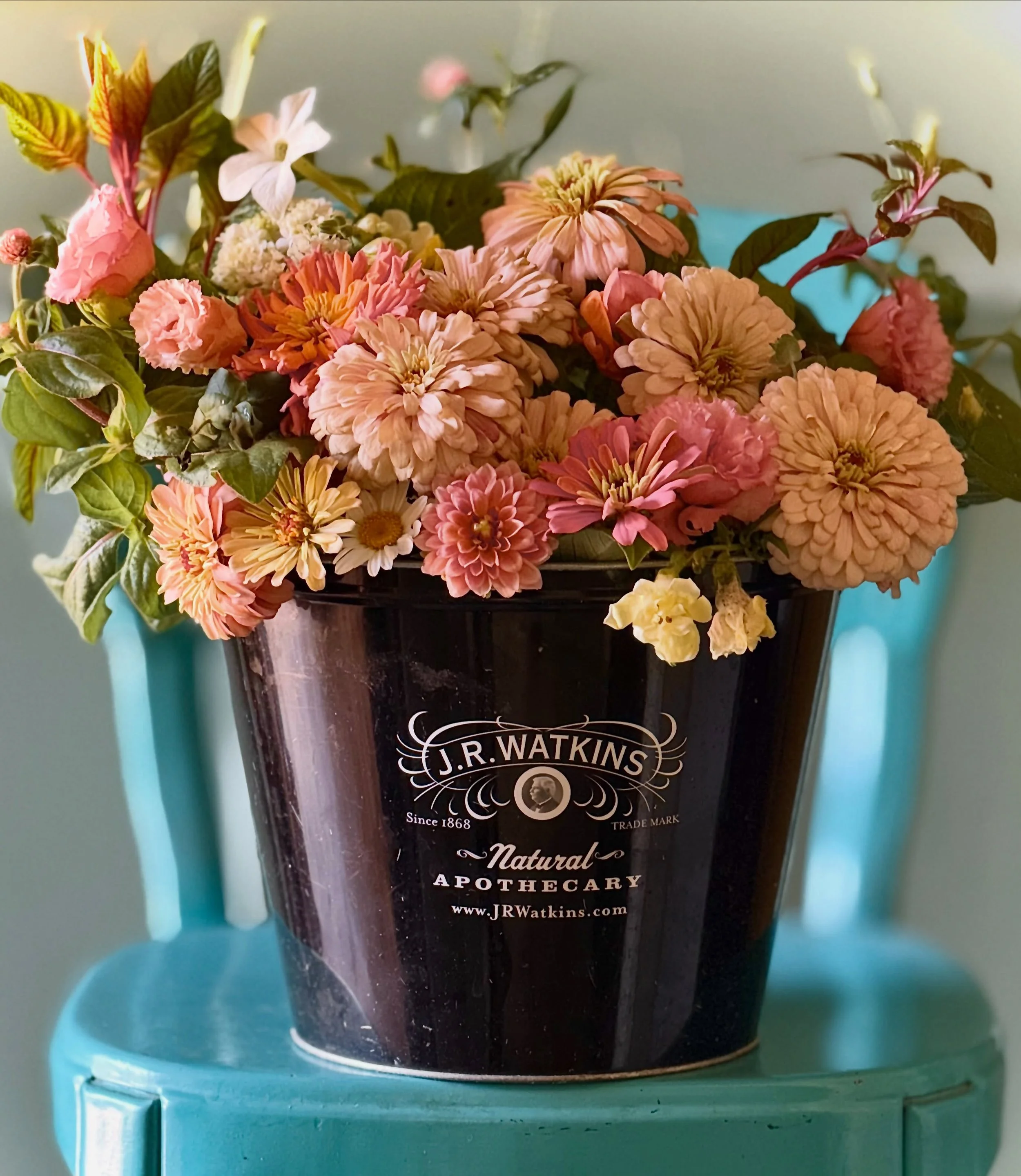 While most of the Dahlias are sulking in the heat wave like Scout's neighbor, Miss Maudie (iykyk), a few remain prolific through the August heat.

As we trial for scale, these superstars will be encored! 

ALL the love in JESUS,
Roxy