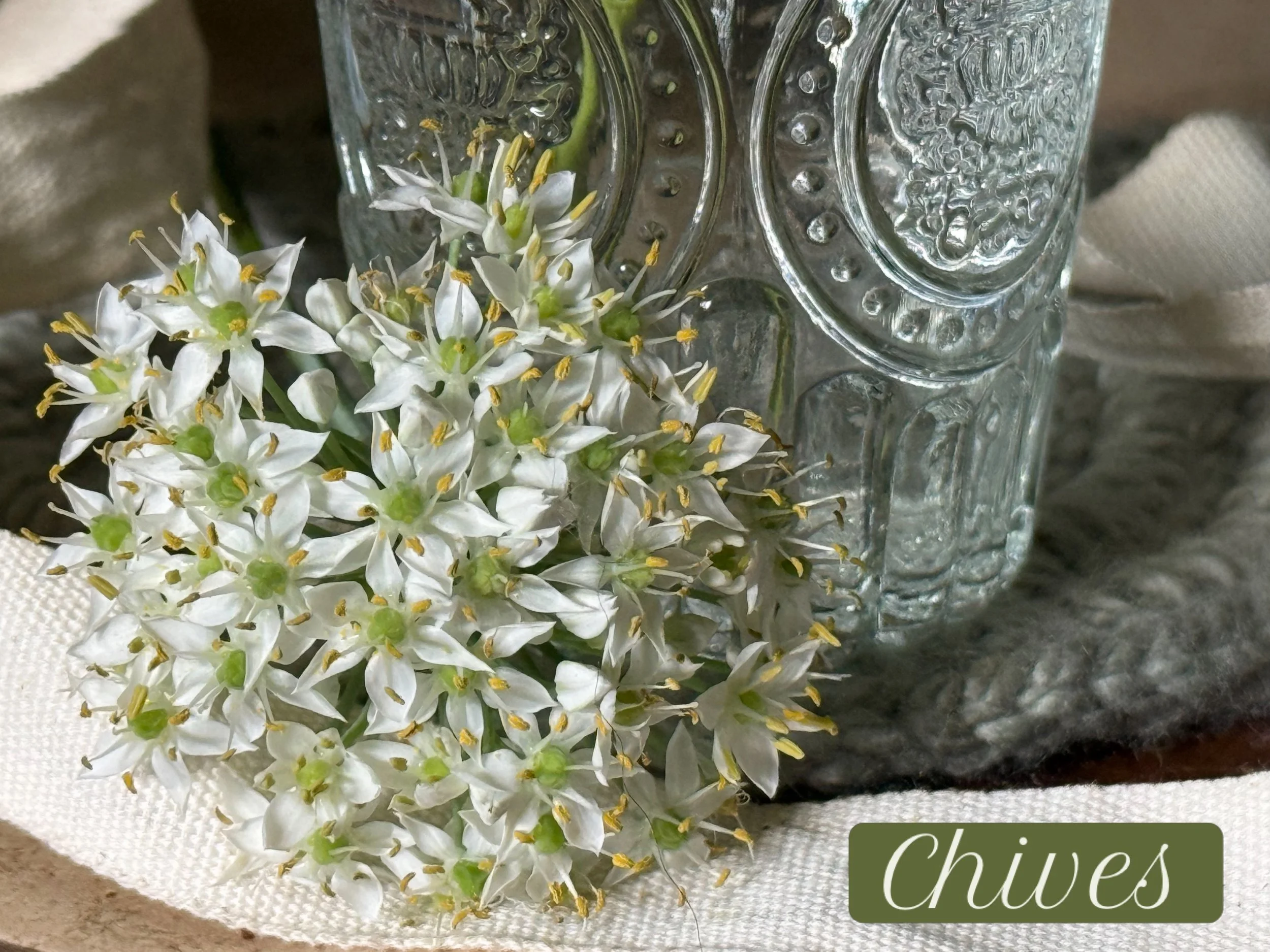 Among late Summer's daintiest blooms is the sweet and fragrant Chive bloom. When cut, the slender stalk smells pungent, but the delicate, petite, bouquet-style bloom  has one of the airiest and sweetest scents of Summer and would make Honeysuckle pro