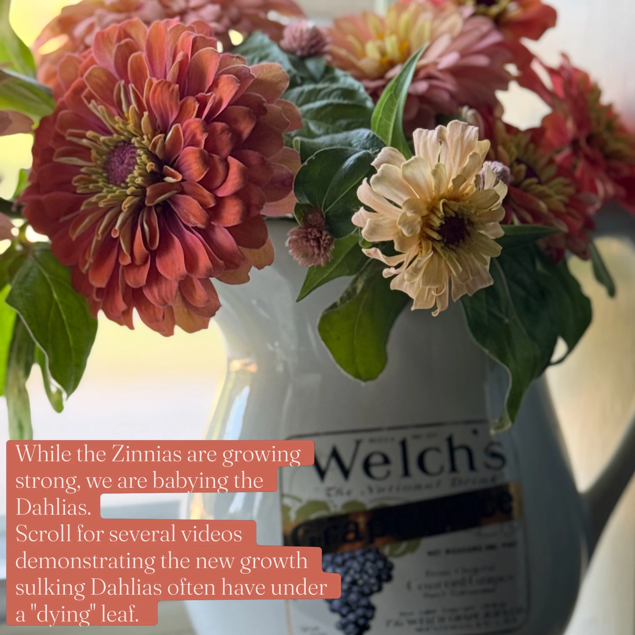PSA for Southern Growers: please don't give up on your Dahlias. They will come back to us after the sulking season if we give them a bit of TLC to balance out the intense August heat!
1: Aurora Zinnia from @johnnys_seeds with Dawn Creek Breeder's Mix