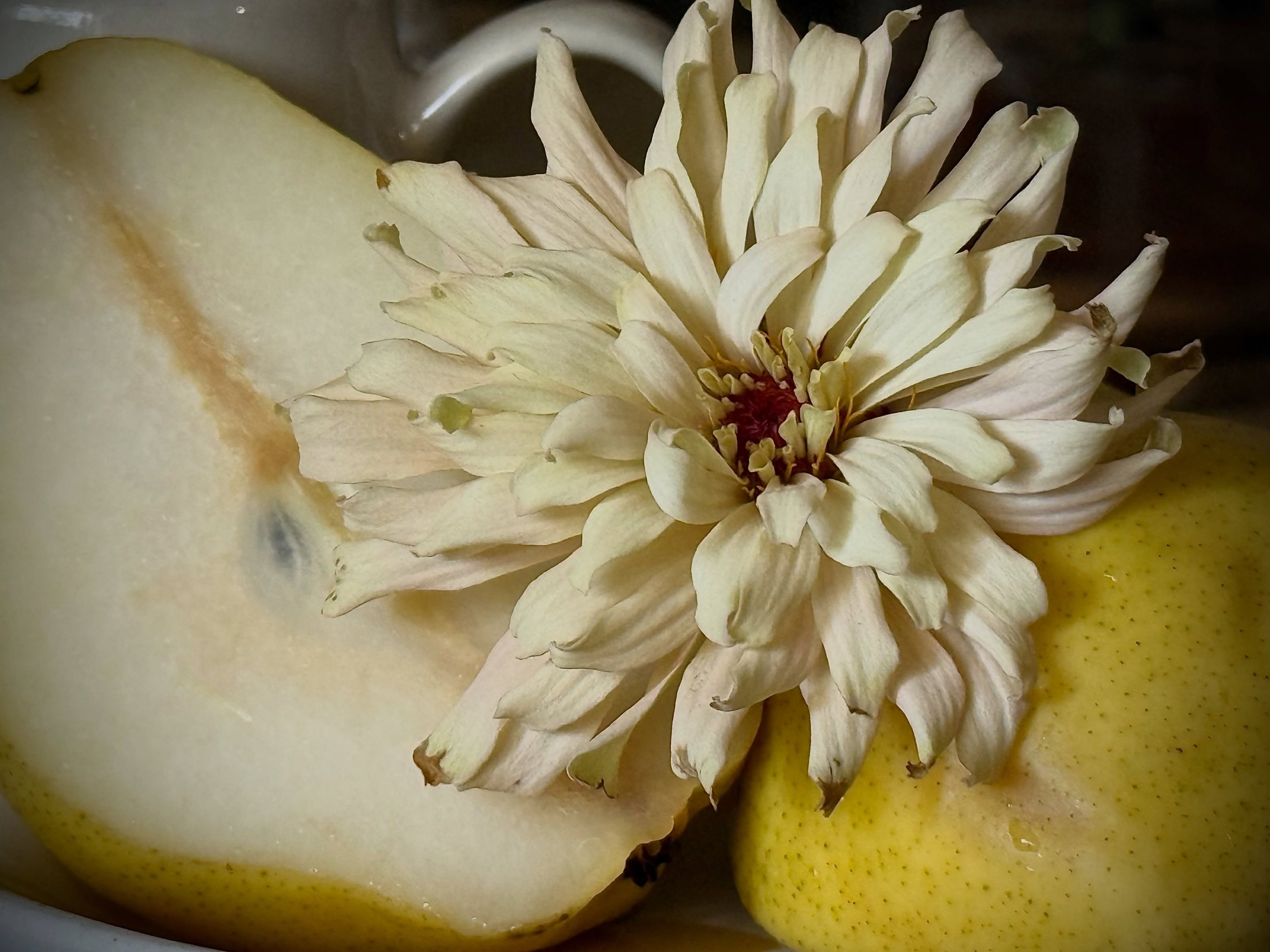 Why the pear? My favorite way to match bloom/greenery colors for comparison is through real world standard colors to which most of us have access.

Pictured: A sliced pear with a petite Zinnia grown from @dawncreekfarm 's "Dawn Creek Breeding Mi
