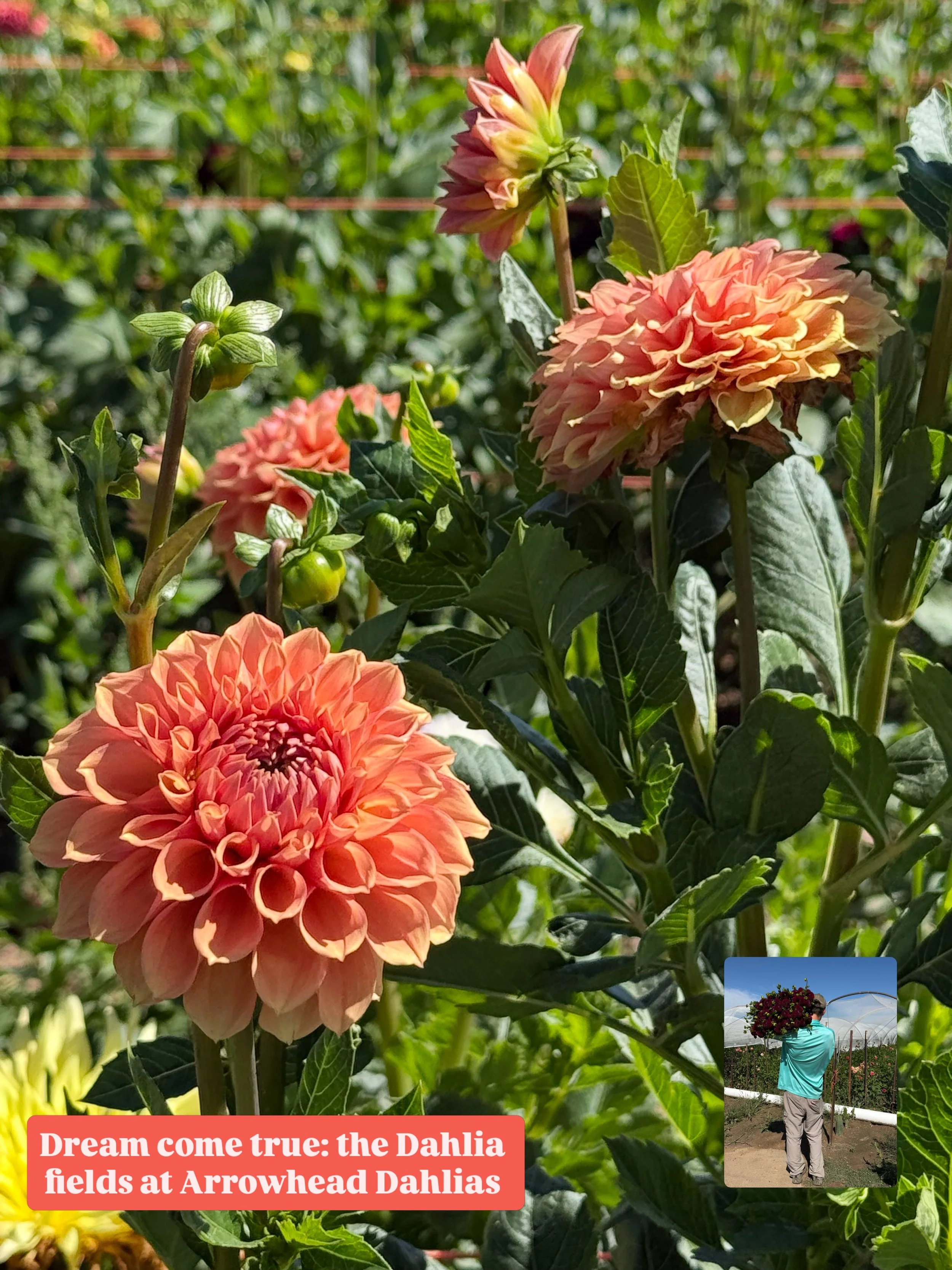 Sunday, 13th of September, 2026:

Which flower farm fields would you wander if you could?! @arrowheaddahlias was at the top of my list! Their kindness and professionalism since my first contact with them in 2021 has inspired me!

Thank you seems inad
