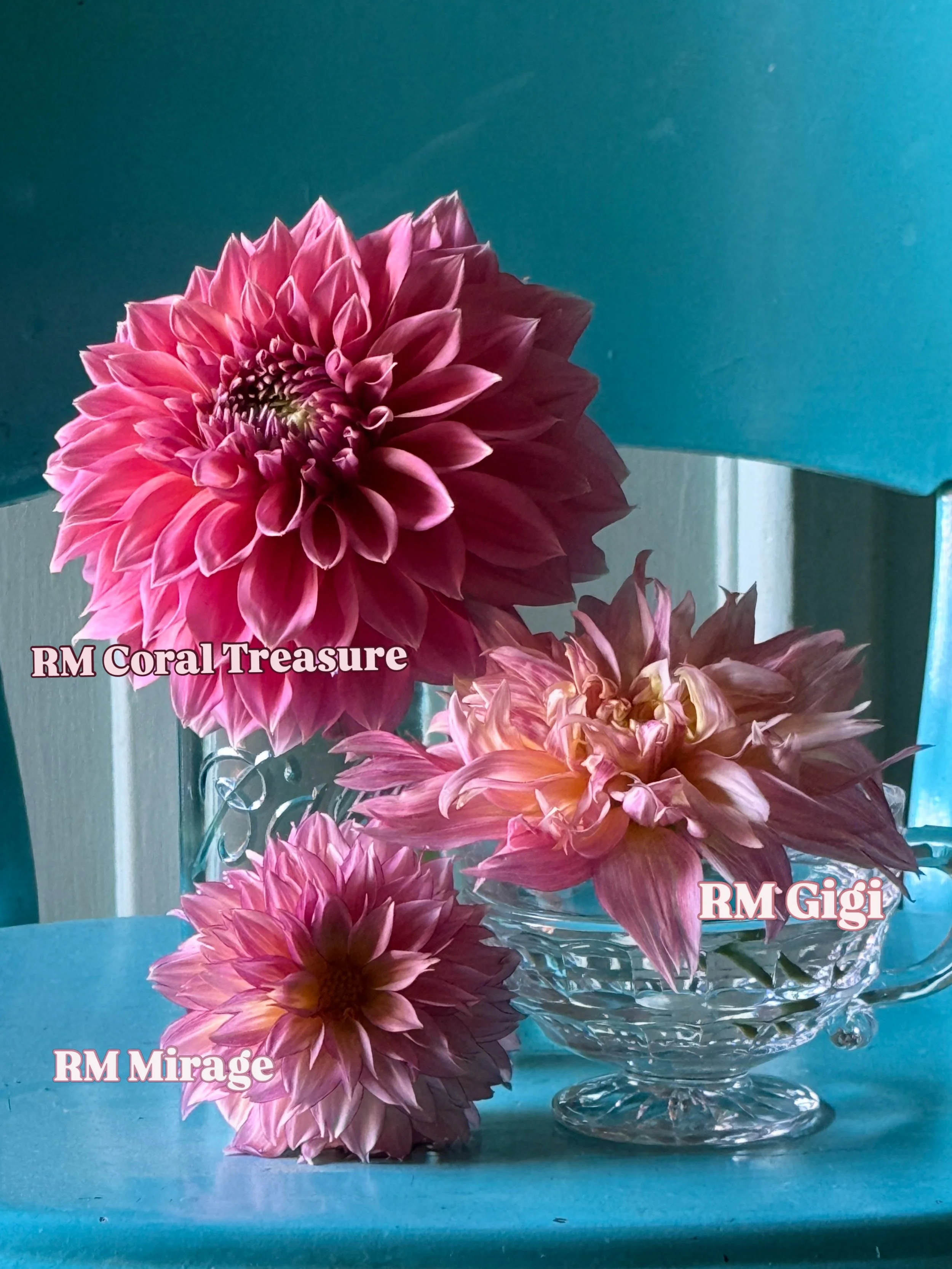 October brought much needed rain, and the Dahlias are beginning to bloom again. Several of them were pelted by the rain and may look a hot mess, but it is fitting for the past few years of@life!🙄😉 I have been working 6-7 years to establish best Dah