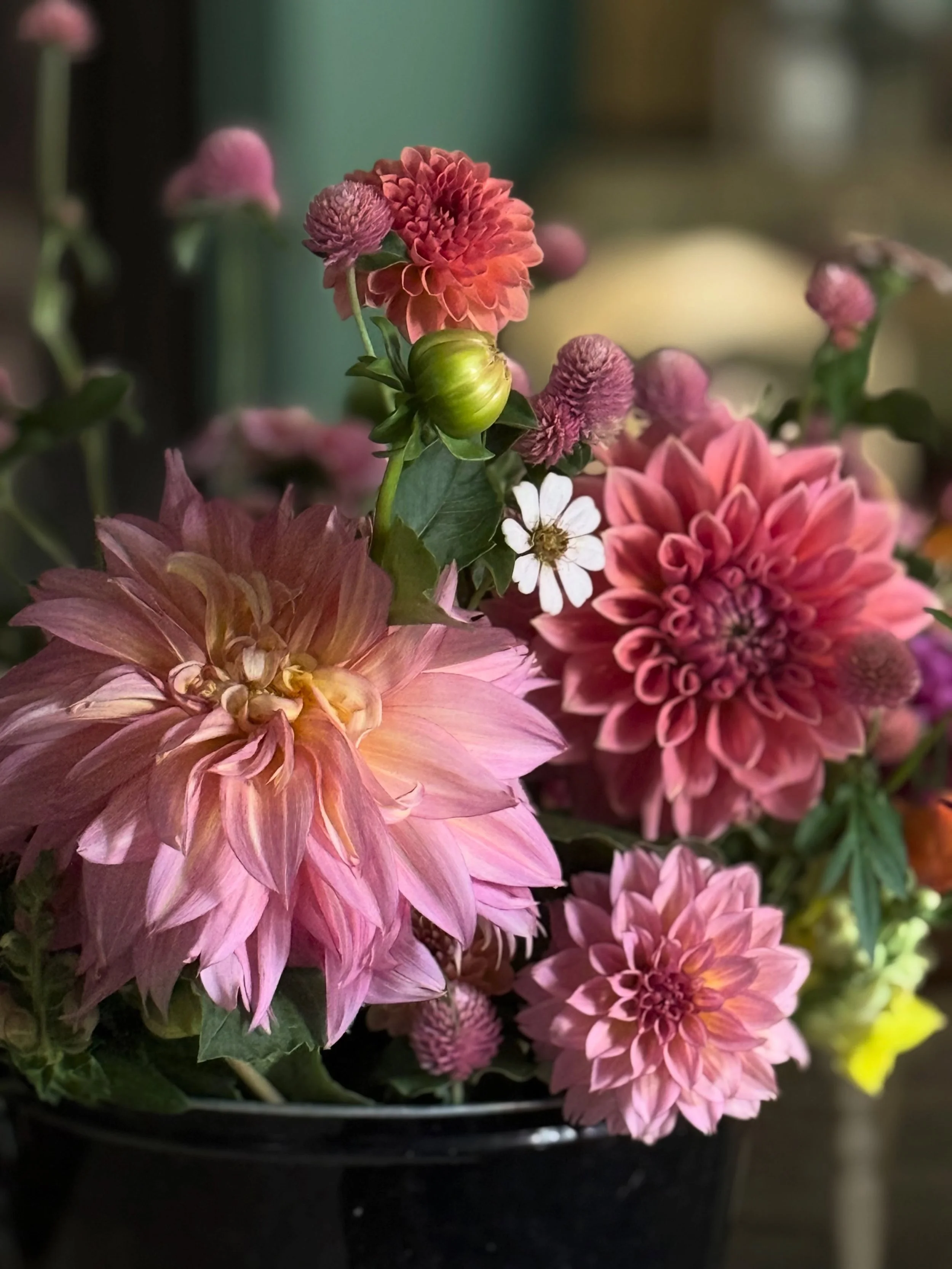 More later, but for now:

As Dahlia season comes to a close in Northern regions, #texas is set for the best yet in the coming weeks.

Find me in the garden growing outside the lines with ALL the love,
Roxy