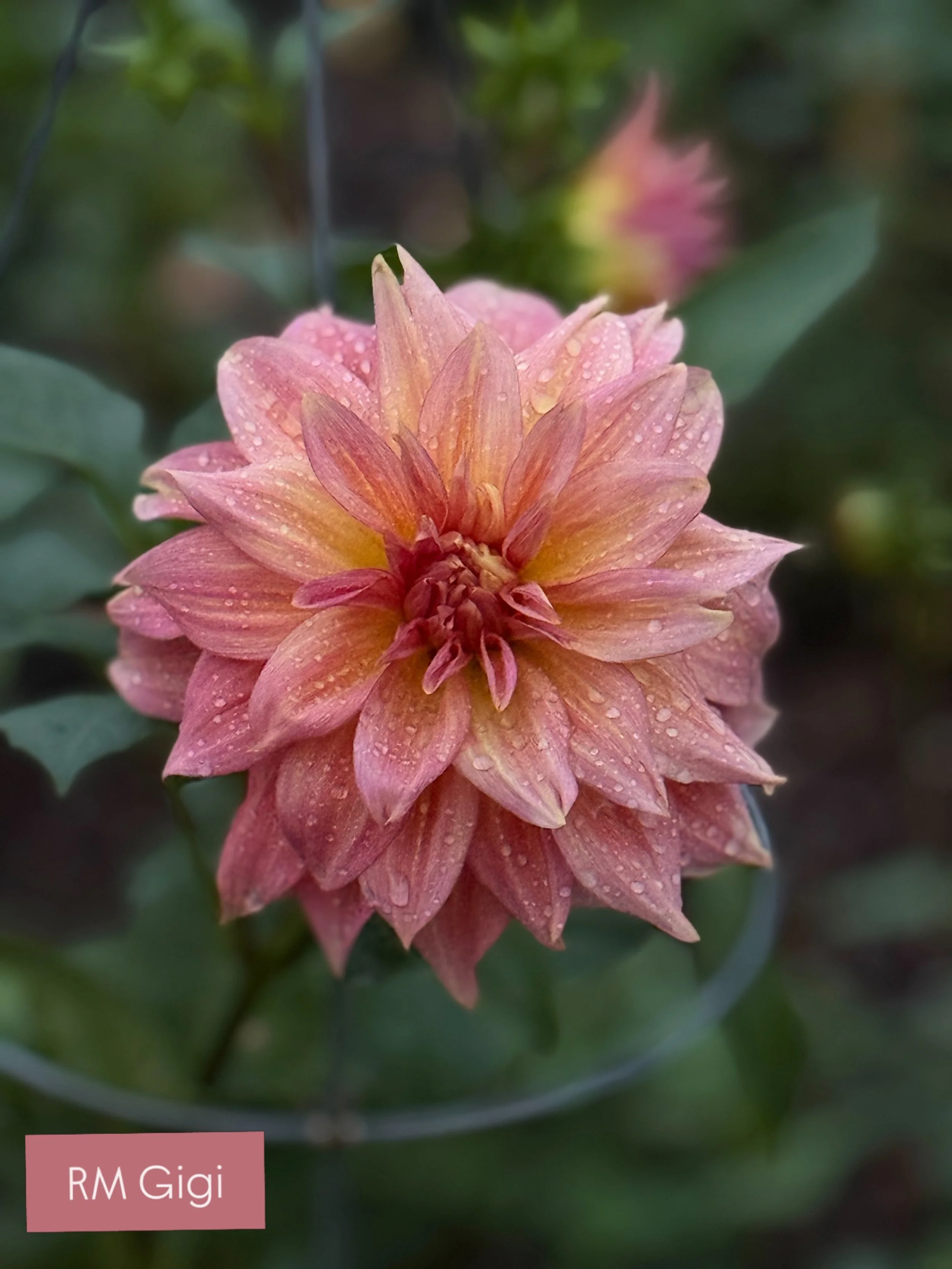While there are quite a few Dahlias about to bloom, these @rivermerlefarm beauties are steadily blooming.

These photos were taken tonight at dusk.

Our temps have ranged from cool to warm the past couple weeks, which means the Dahlias have joined th