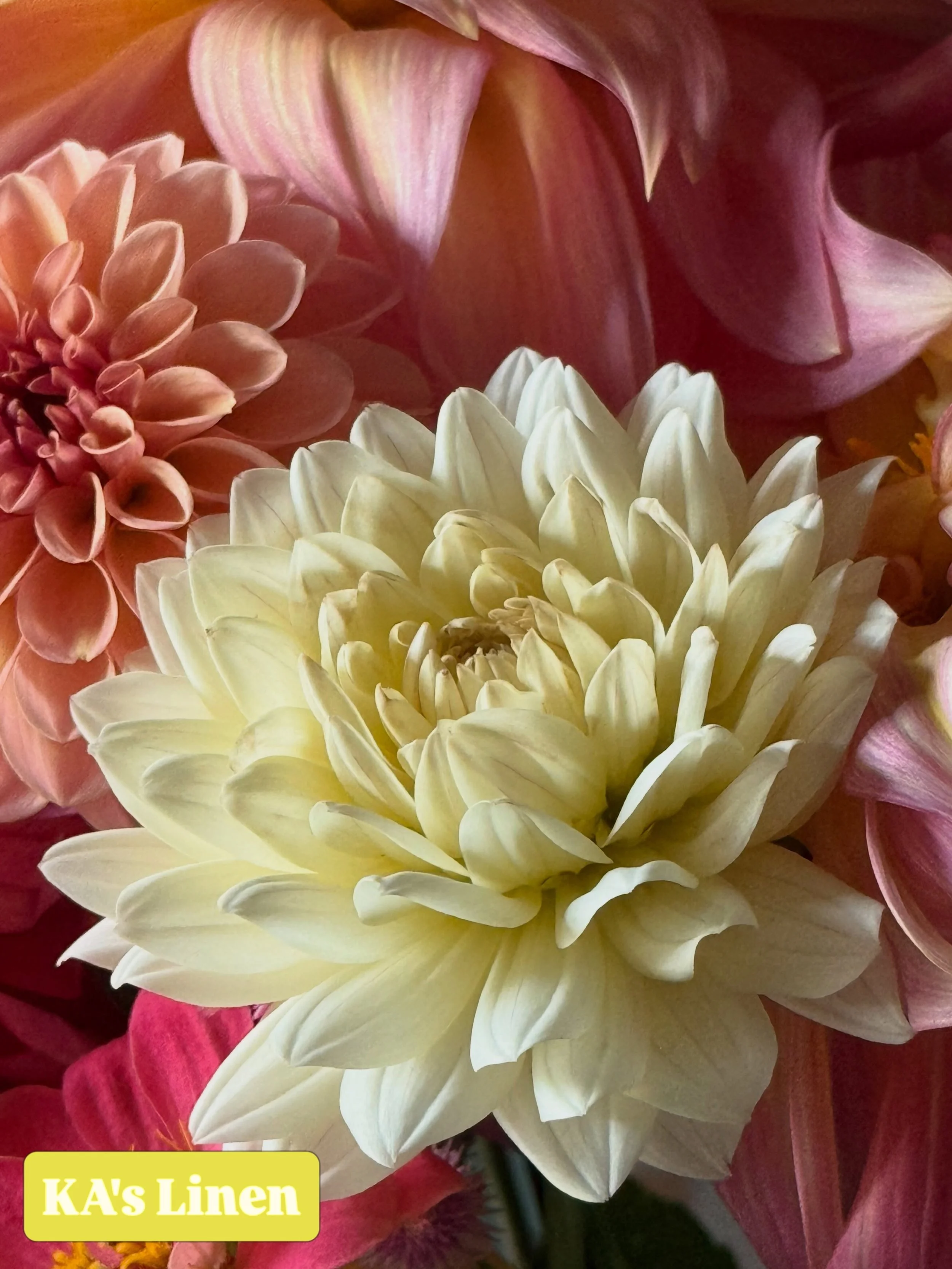 Gloriously lush and an abundant bloomer, @santacruzdahlias KA's Linen is delightful. This year was our first growing this wonderful Novelty 2026 Introduction, and the blooms have been confirmed here true-to-type in Spring and Fall. KA's Linen was one