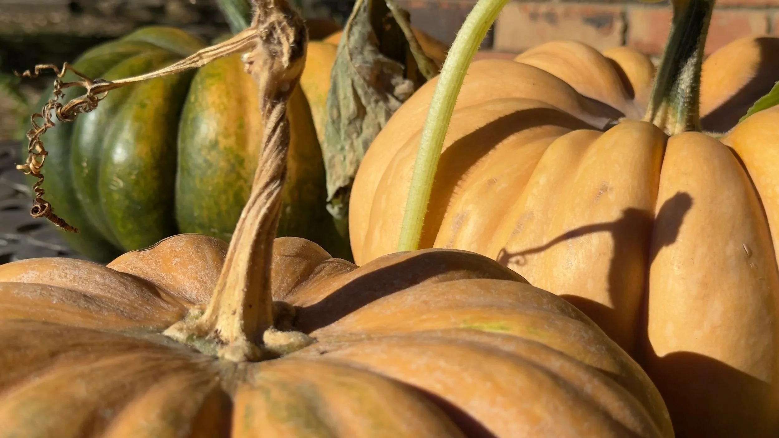 Pumpkin Seeds