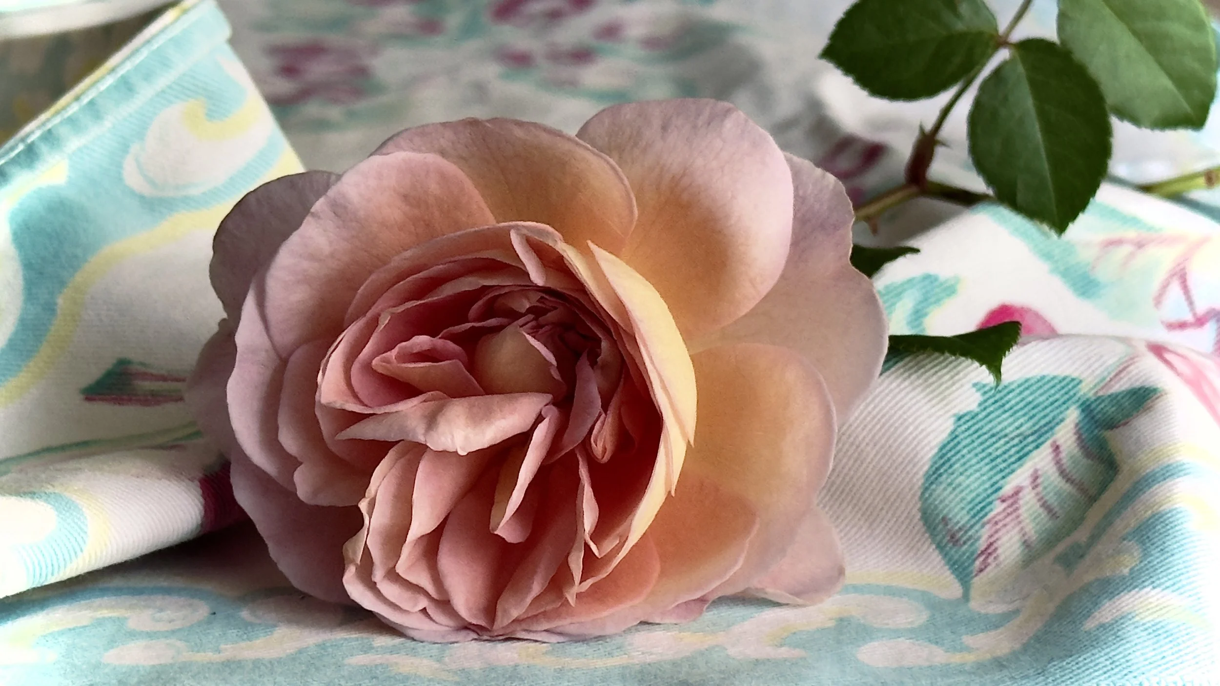 Pinky-peach rose on vintage table cloth