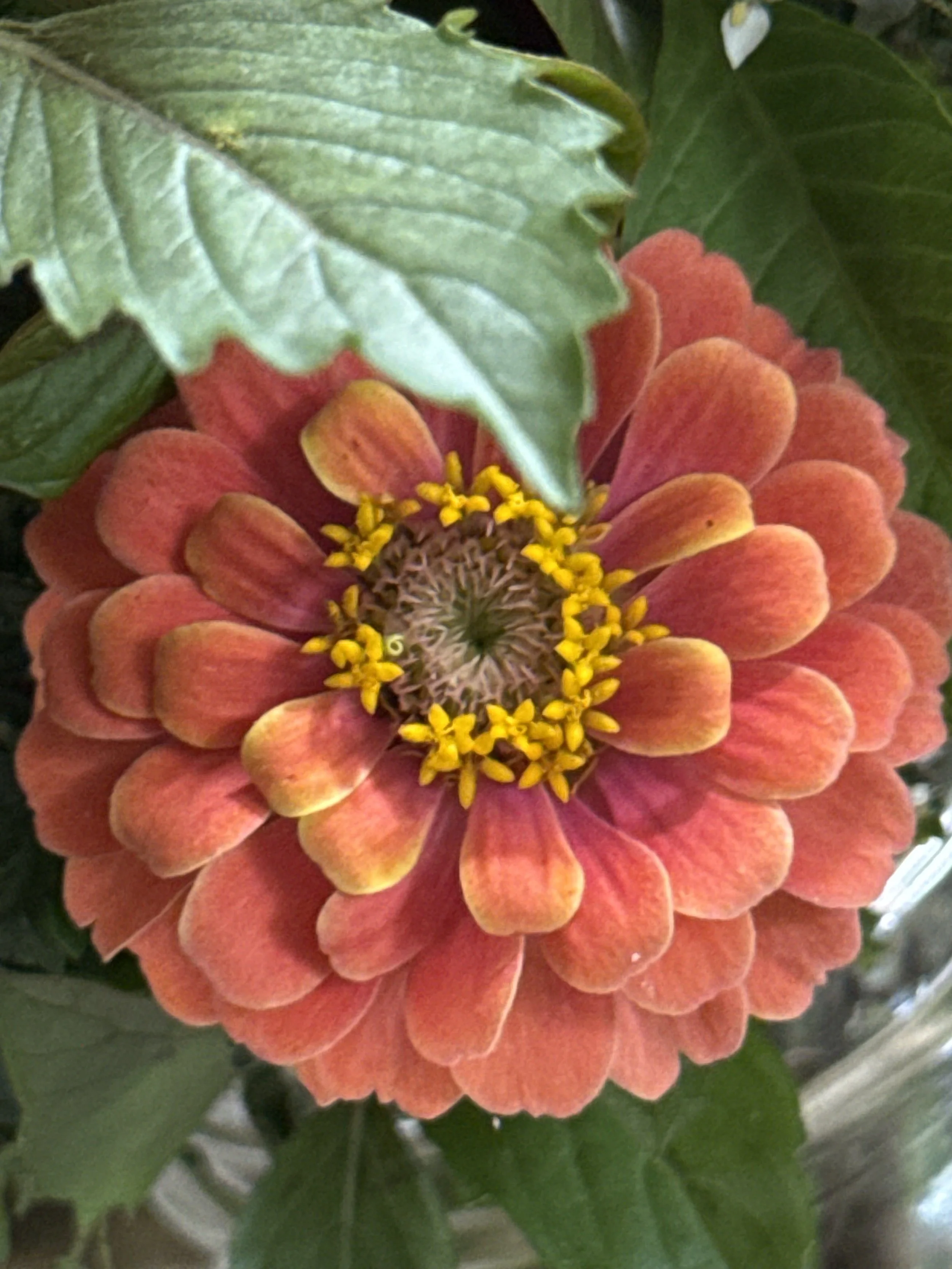 Custom Zinnia Mix