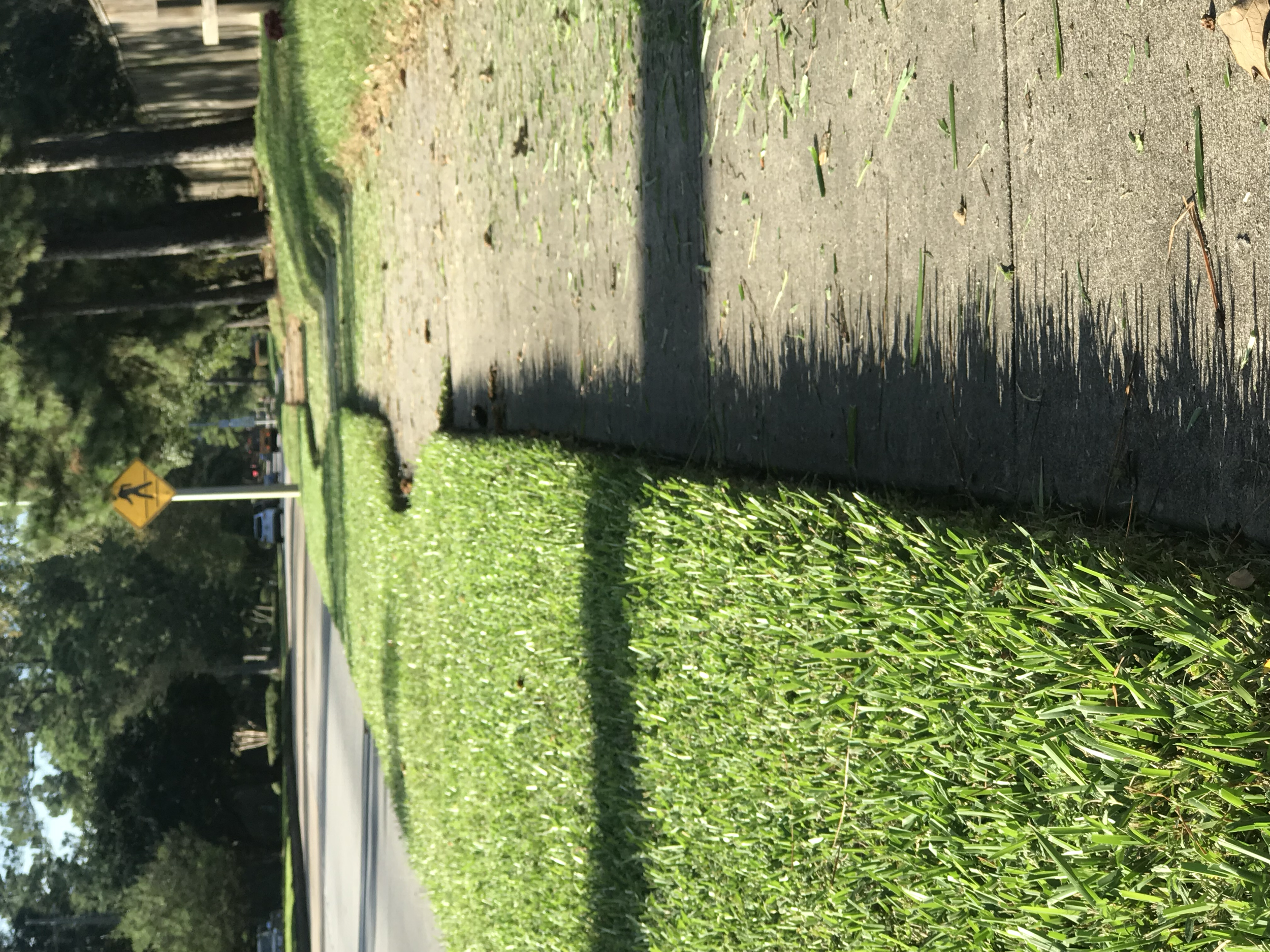 A picture of the fresh cut edge of a lush green St. Augustine lawn bordering a sidewalk in Spring Tx.