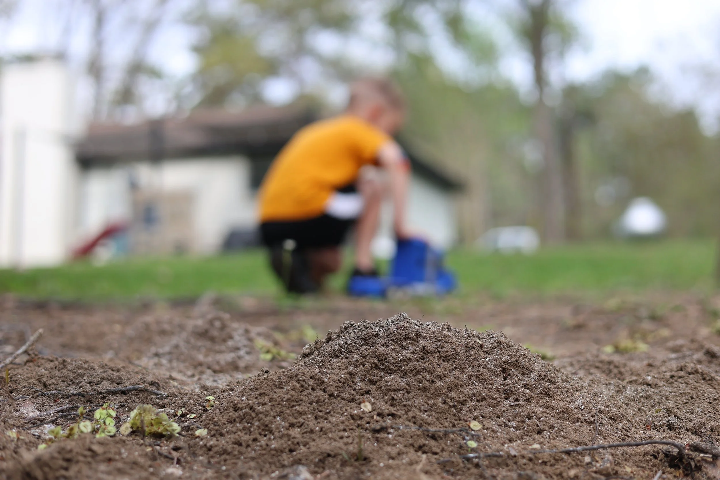 A young boy playing in the yard with his toy truck in the distance of a mounding ant bed close by. 