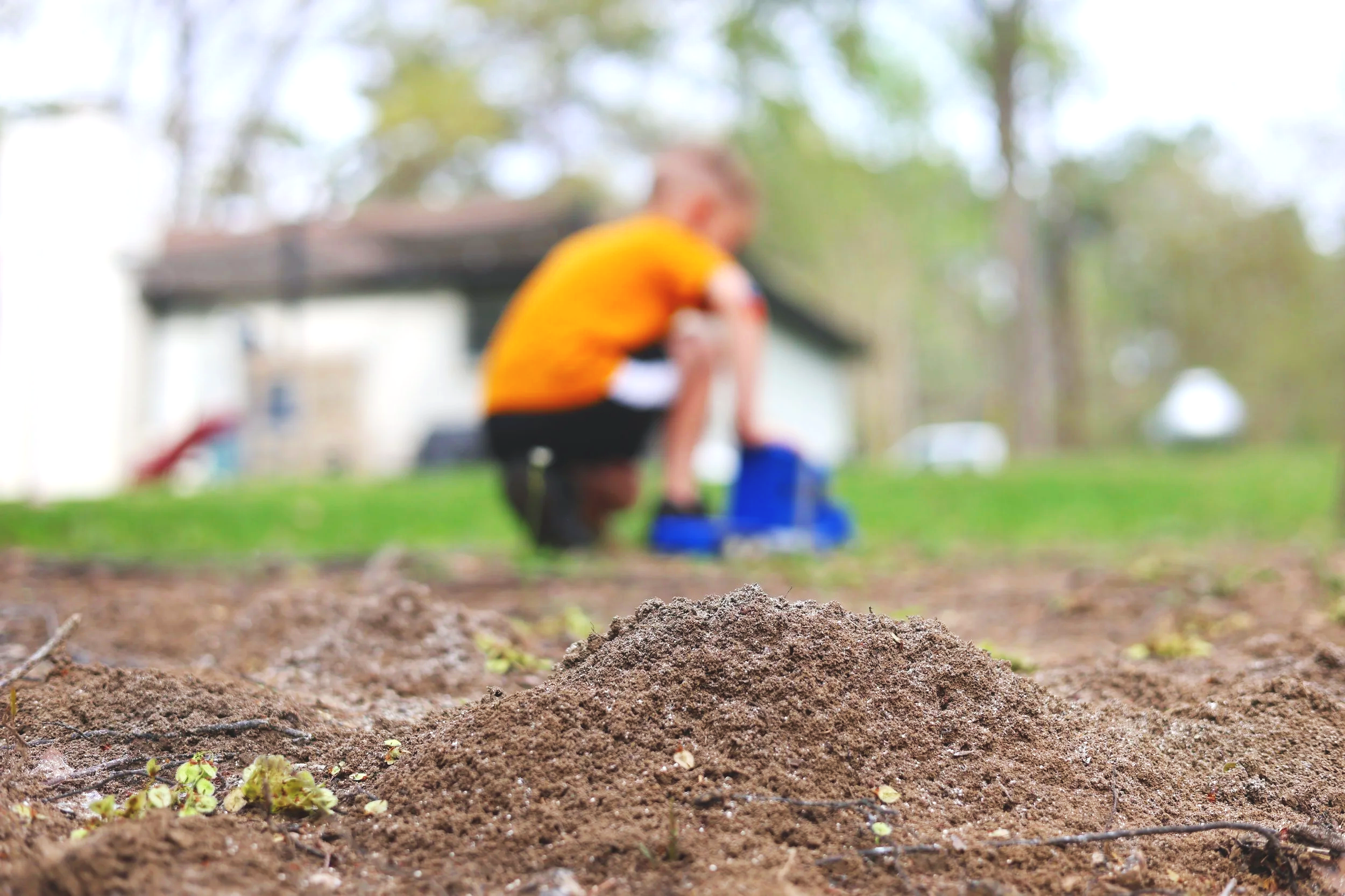 1-Year Fire Ant Treatment