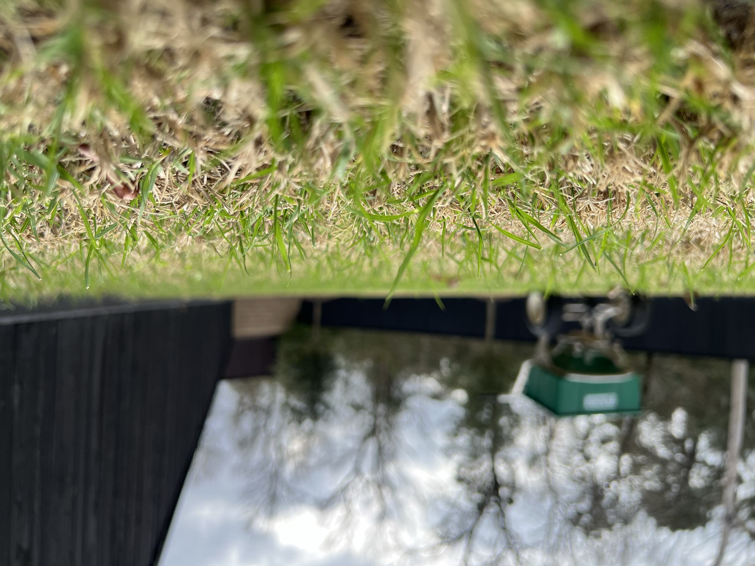 A close up picture of a Bermuda lawn grass blades with the silhouette of a Lesco 80LB spreader in the background just used to fertilize the lawn.  