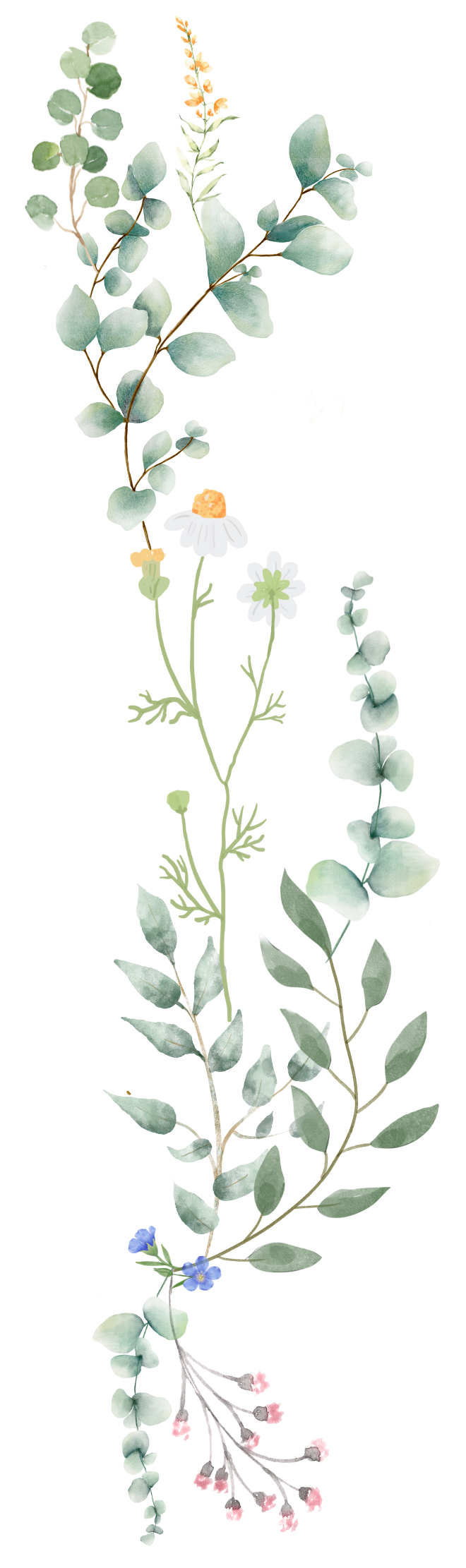 Hand-drawn illustration of various wildflowers including eucalyptus leaves, daisies, forget-me-nots, and pink flowering branches.