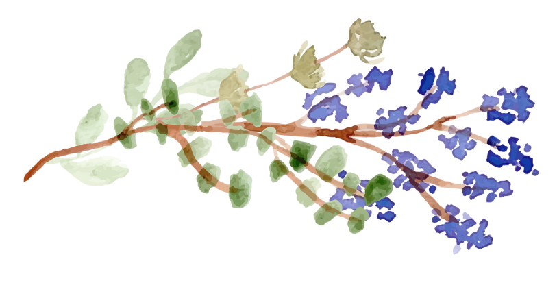 Illustration of a plant with green leaves and purple flowers, depicted in a stylized, colored diagram.