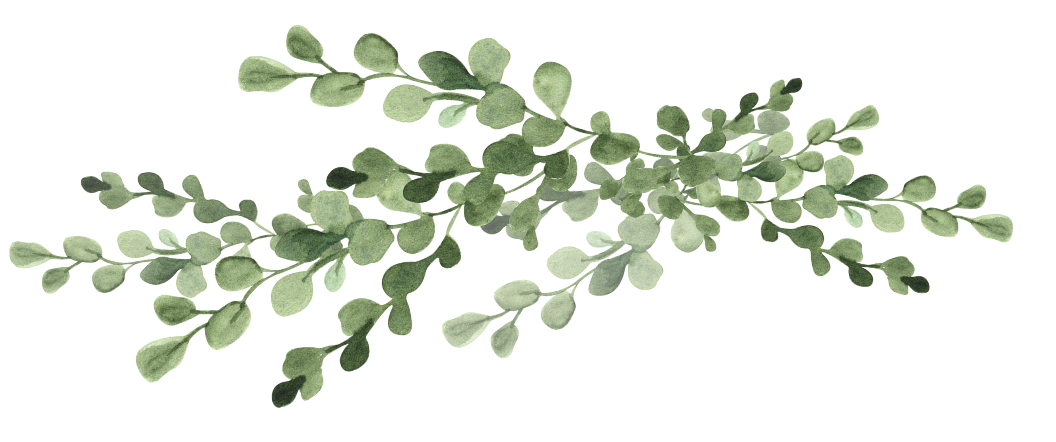 A sprig of green eucalyptus leaves.
