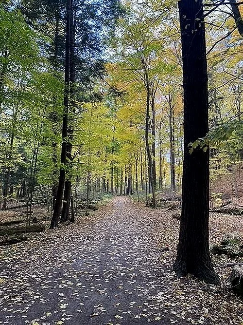 A forest trail during autumn with fallen leaves on the ground, tall trees with green and yellow foliage, and a clear sky visible through the treetops.