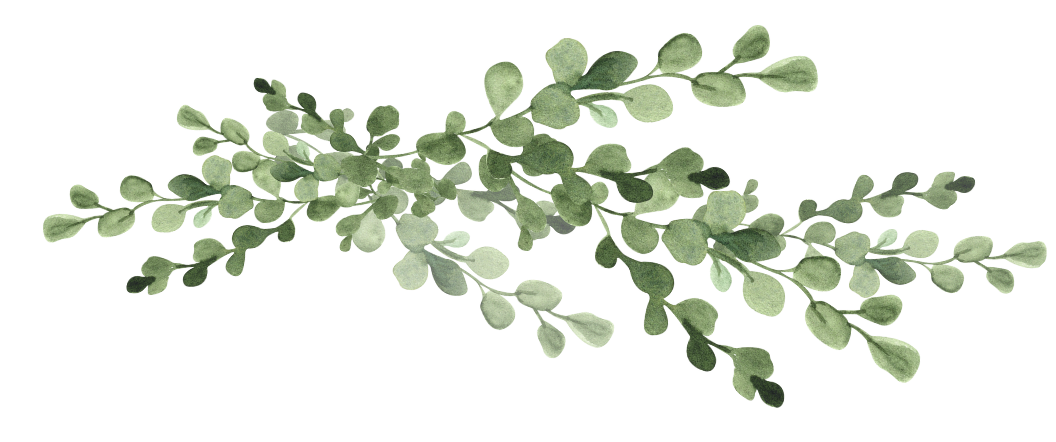 A sprig of green eucalyptus leaves.