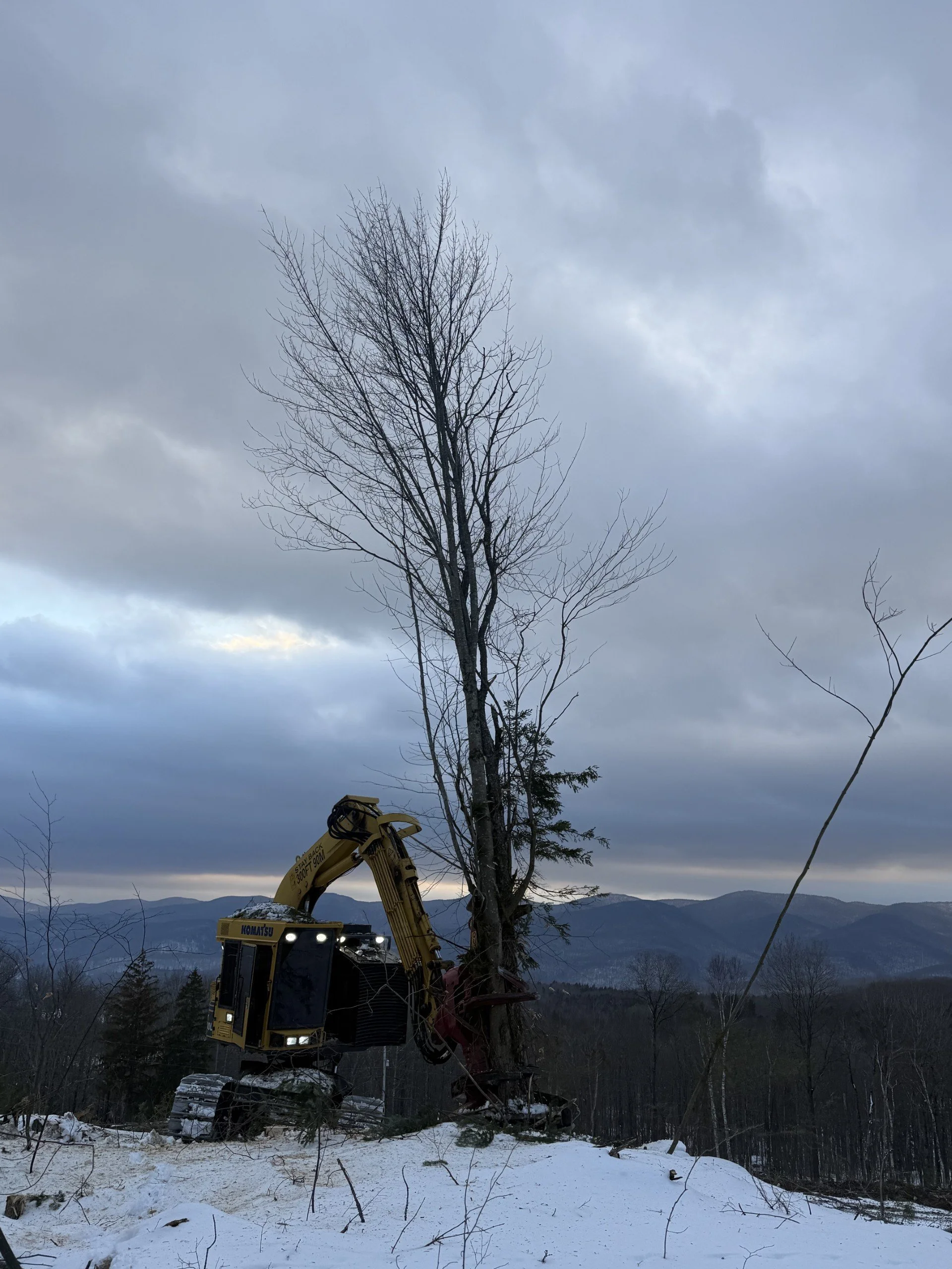 Cutting timber for a land clearing project in Braintree, VT